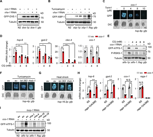 Impact of mitochondrial stress, ER stress, and TORC1 signaling regulators in gene expression and stress responses. (A) Western blots of dve-1p::dve-1::gfp worms fed with control, cco-1 (50%) and/or vha-1 (25%) RNAi. The wild-type (N2) worms fed with cco-1 (50%) RNAi were used as a negative control. (B) Western blots of N2 or xbp-1p::xbp-1::flag::gfp worms fed with control or vha-1 (25%) RNAi, with or without tunicamycin (2.5 μg/ml). (C) Torin1 suppressed cco-1 RNAi-induced UPRmt activation in a dose-dependent manner. hsp-6p::gfp worms were fed with control or cco-1 (40%) RNAi, in combination with 4–10 μM Torin1. (D and E) qRT-PCR analysis of transcripts (n = 4 biologically independent samples; D) and Western blots (E) of atfs-1p::atfs-1::flag::gfp worms fed with control or cco-1 (40%) RNAi, co-treated with or without 4 or 8 mM CQ. (F and G) RNAi of let-363 and rheb-1 (75%) did not block the UPRER induced by tunicamycin (5 μg/ml; F) or the UPRCYT induced by heat shock at 30°C for 8 h (G). (H) qRT-PCR analysis of transcripts (n = 4 biologically independent samples) of wild-type or raga-1(ok386) worms fed with control or cco-1 (50%) RNAi. (I) Western blots of N2 or atfs-1p::atfs-1::flag::gfp worms fed with control, vha-1, vha-4, vha-16 or vha-19 (25%) RNAi and/or cco-1 (50%) RNAi, in the presence of lonp-1 (25%) RNAi. Scale bars, 0.3 mm. Error bars denote SEM. Statistical analysis was performed by ANOVA followed by Tukey post-hoc test (*P < 0.05; **P < 0.01; ***P < 0.001). Source data are available for this figure: SourceData FS2. Refer to the image caption for details.