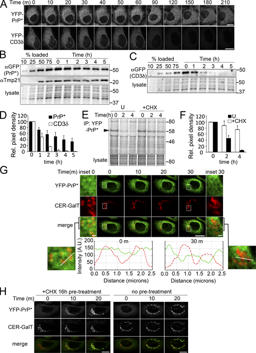 Cycloheximide inhibits steady-state ER-export and degradation of YFP-PrP*. (A) Time-lapse imaging of representative YFP-PrP* NRK or YFP-CD3δ NRK stable transfectants upon treatment with 50 μg/ml cycloheximide. Scale bar, 10 μm. (B and C) Representative western blots of cycloheximide-chase assays of (B) YFP-PrP* (probed with anti-GFP antibody) and Tmp21 or (C) YFP-CD3δ (probed with anti-GFP antibody) from stably transfected NRK cells. Cells were collected at the indicated time points after cycloheximide treatment. An equal number of stably transfected cells were seeded in a 12-well dish 24 h prior to cycloheximide treatment. Total input panels labeled “lysates” depict Bio-Rad Stain-free gel imaging system to visually confirm equal loading of total cellular lysates across the time points. Experiments were performed in triplicate. (D) Relative pixel densities of YFP-PrP* (black bars) and YFP-CD3δ (white bars) bands of the western blots from the cycloheximide-chase assays, as shown in representative examples in B and C. Western blots of cell lysates were probed with anti-GFP antibody to detect YFP-PrP* and YFP-CD3δ. Quantifications of the YFP-PrP* or YFP-CD3δ bands were performed by creating a rectangular bounding box or region of interest (ROI) that surrounded and enclosed the baseline t = 0 band and then dragging the same bounding box from lane to lane to measure the integrated density of the GFP bands from t = 0 through t = 5 h. Integrated density values were background subtracted and normalized against the loading controls. Loading control values were obtained by measuring the integrated density signal across each lysate lane, instead of individual bands. The normalized density values were measured against the t = 0 value to obtain the relative pixel densities, where t = 0 is normalized to 1. Bar graph represents the average relative pixel density of three independently performed experiments (n = 3, biological replicates). Error bars represent SD. (E) Autoradiograph of steady-state chase of YFP-PrP* NRK cells that were left untreated “U” or treated with cycloheximide “+CHX.” Arrowhead is positioned at the molecular weight of the YFP-PrP* band. Anti-GFP immunoprecipitations to capture the YFP-PrP* were performed on cell lysates from YFP-PrP* NRK cells that were radiolabeled 12 h with 35S-labeled cysteine and methionine and chased with non-radioactive medium without “U” (for untreated) or with cycloheximide “+CHX” for 0, 2, or 4 h. (F) Quantification of the relative pixel density of the YFP-PrP* bands from triplicate steady-state chases of YFP-PrP* isolated from YFP-PrP* NRK cells that were left untreated “U” (black bars) or treated with cycloheximide “+CHX” (white bars). Quantifications of the radiolabeled YFP-PrP* bands were performed by creating a rectangular bounding box or region of interest (ROI) that surrounded and enclosed the baseline t = 0 band, and then dragging the same bounding box to enclose and measure the integrated density of the t = 2 and t = 4 h bands. Integrated density values were background subtracted, normalized against the intensity across the corresponding lysate lanes. The normalized density values were measured against the t = 0 value to obtain the relative pixel densities where t = 0 is normalized to 1 for untreated or +cycloheximide “+CHX” samples. Bar graph represents the average relative pixel density of three independently performed experiments (n = 3, biological replicates). Error bars represent SD. (G) Time-lapse imaging of a representative stably transfected YFP-PrP* and Cerulean (CER)-GalT NRK cell that was treated with CHX. CER-GalT marks the Golgi. Insets are magnified for 0 and 30 m time points. YFP-PrP* and CER-GalT intensity plot profiles of the lines drawn across the 0 and 30 m images are shown as a solid green line (YFP-PrP*) and dashed red line (CER-GalT). Intensity units are arbitrary (A.U.). Scale bar in the main figure is 10 μm, while scale bars in the insets are 1 μm. (H) Time-lapse imaging of a representative YFP-PrP* NRK cell that was treated with 1 μM thapsigargin after 16 h of cycloheximide “+CHX 16 h pre-treatment” (left panel) or after no pretreatment (right panel). Source data are available for this figure: SourceData F1.