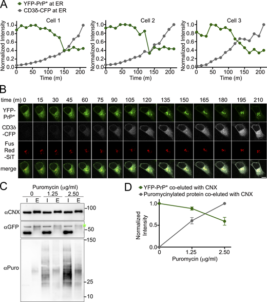 The levels of CNX-binding substrates are inversely correlated with the levels of ER-localized or CNX-bound YFP-PrP*. (A) Time traces of normalized total intensity of YFP-PrP* (green) and CD3δ-CFP (gray) in the ER of three individual cells (Cell 1–3) that were imaged every 15 min upon the induction of new CD3δ-CFP expression. Details for how the time traces were generated are provided in the Materials and methods section. (B) Montage of time-lapse for Cell 1 depicted in A showing YFP-PrP* (green), CD3δ-CFP (grayscale), and the Golgi marker, FusionRed-SiT (FusRed-SiT) (red). (C) Western blots depicting column purifications of endogenous CNX from lysates of YFP-PrP* NRK cells that were treated with 0, 1.25, or 2.50 µg/ml of puromycin for 30 min. Input “I” and eluate “E.” 24 h prior to column purification (described in Materials and methods), equal numbers of cells were seeded into 10-cm dishes and cells were processed identically, with the exception of the 30 m puromycin treatments. Blots were probed with anti-CNX “αCNX” antibody to detect endogenous CNX, anti-GFP “αGFP” antibody to detect YFP-PrP*, and anti-puromycin “αPuro” antibody to detect puromycinylated proteins products that co-eluted with CNX. (D) Plots of the relative pixel densities representing YFP-PrP* and puromycinylated-proteins that co-eluted with endogenous CNX. To quantify the relative amounts of the YFP-PrP* or puromycinylated-proteins that co-purified with CNX, we performed the following steps. The integrated densities of the YFP-PrP* or puromycinylated co-eluates for each of the 0, 1.25 and 2.50 µg/ml puromycin-treated samples were measured within a bounding box or region of interest (ROI) sized to enclose the YFP-PrP* band in the 0 ug/ml puromycin eluate “E” lane or all of the bands spanning the 2.5 µg/ml puromycin eluate “E” lane, respectively, and background subtracted. To address the variation in CNX pulled down from the different samples, integrated densities of co-eluted YFP-PrP* or puromycinylated-products were normalized against the integrated densities of the corresponding CNX bands to produce relative amounts of PrP or puromycinylated-proteins that were bound to CNX. Finally, to facilitate evaluation of the proportional changes between samples, values were further normalized such that CNX-bound YFP-PrP* in untreated “0” cells were normalized to 1, and CNX-bound puromycinylated proteins were normalized so that the entire range falls between 0 (for untreated sample) to 1 (for the 2.5 μg/ml puromycin-treated sample). The plotted relative integrated densities are representative of three independently performed experiments (n = 3, biological replicates) ± SD. The relative values of CNX-associated YFP-PrP* in 0, 1.25, and 2.50 µg/ml puromycin-treated cells were 1.00, 0.88 ±0.04 (SD), and 0.59 ±0.09 (SD), respectively. The relative values of total CNX-associated puromycinylated-proteins in 0, 1.25, and 2.50 µg/ml puromycin-treated cells were 0, 0.60 ±0.07, and 1, respectively. Source data are available for this figure: SourceData F9. Refer to the image caption for details.