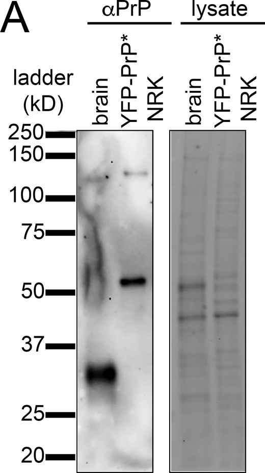 Western blot of endogenous PrP in mouse brain lysate versus stably and exogenously expressed YFP-PrP* in YFP-PrP* NRK cell lysate. (A) Western blot probed with anti-PrP antibody (left panel) and stain-free imaging of total lysate (right panel). Source data are available for this figure: SourceData FS1.