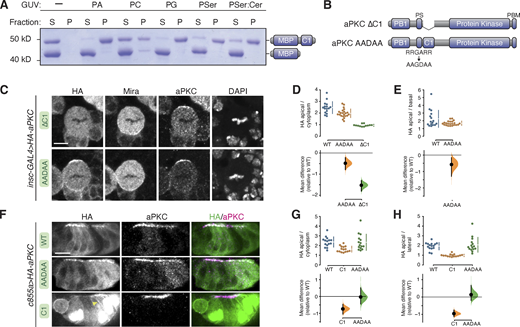 Phospholipid binding of aPKC C1 domain and role of C1 and PS domains in aPKC localization in larval brain NSCs and epithelia. (A) Binding of a maltose binding protein (MBP) fusion of the aPKC C1 domain to phospholipids. Supernatant (S) and pellet (P) fractions from cosedimentation with Giant Unilamellar Vesicles (GUVs) of the indicated phospholipid composition are shown (PA, phosphatidic acid; PC, phosphatidyl choline; PG, phosphatidyl glycerol; PSer, phosphatidyl serine; PSer:Cer, phosphatidyl serine mixture with ceramide). MBP alone is included as an internal negative control. (B) Schematics of ∆C1 and AADAA aPKC variants. (C) Localization of HA-tagged aPKC ∆C1 and AADAA variants in metaphase larval brain NSCs. The basal marker Miranda, total aPKC (expressed variant and endogenous), and nucleic acids (DAPI) are shown for comparison. The scale bar is 5 µm. (D and E) Gardner–Altman estimation plots of aPKC AADAA and ∆C1 cortical localization in NSCs. Apical cortical to cytoplasmic (D) or apical to basal (E) signal intensity ratios of anti-HA signals are shown for individual metaphase NSCs expressing either aPKC AADAA or ∆C1. The data for wild type is the same as in Fig. 1. Apical to basal ratios are only shown for proteins with detectable membrane signals. Error bar in the upper graphs represents one standard deviation (gap is mean); error bar in the lower graphs represents bootstrap 95% confidence interval; n = 16 (from six distinct larval brains), 22 (8), and 12 (5) for WT, AADAA, and ∆C1, respectively. (F) Localization of HA-tagged aPKC ∆C1 and AADAA variants in larval brain inner proliferation center (IPC) epithelium. Arrowhead highlights aPKC C1 localization at the lateral membrane. As in interphase NSC cells, the C1 is highly enriched in the epithelial nuclei. Scale bar is 5 µm. (G and H) Gardner–Altman estimation plots of aPKC AADAA and C1 cortical localization in IPC epithelial cells. Apical cortical to cytoplasmic (D) or apical to lateral (E) signal intensity ratios of anti-HA signals are shown for individual epithelial cells from the IPC expressing either aPKC AADAA or C1. Error bar in upper graphs represents one standard deviation (gap is mean); error bar in lower graphs represents bootstrap 95% confidence interval; n = 16 (from three distinct larval brains), 15 (3), and 15 (3) for WT, C1, and AADAA, respectively. Source data are available for this figure: SourceData F5. Refer to the image caption for details.