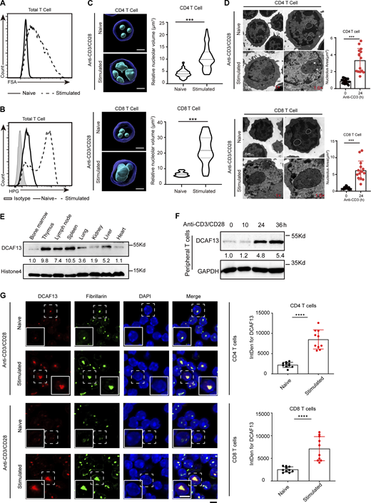 Nucleolar protein DCAF13 is actively upregulated in response to T cell activation. (A) FSA of naïve and stimulated T cells detected by flow cytometry. (B) HPG signals of naïve and stimulated T cells detected by flow cytometry. (C) Confocal z-stack three-dimensional reconstruction of nucleoli (left) and corresponding quantitation of the nucleolar volume (right) are shown. Scale bar, 2 μm (CD4 T cells, n = 50; CD8 T cells, n = 20). (D) Representative electron microscopy images (upper) and the quantities of areas (down) of the nucleoli of naïve and stimulated CD4+ and CD8+ T cells. The white dotted line outlines the shape of the nucleus, and the white tip denotes obvious DFC regions (n = 15). (E) DCAF13 expression levels in different tissues were detected by Western blotting. (F) DCAF13 protein upregulation in response to anti-CD3/CD28 stimulation detected by Western blotting. (G) Immunofluorescence for fibrillarin and DCAF13 nucleolar colocalization in naïve and stimulated T cells (left). Inserts in the bottom left of the images showing 150% higher magnification of a representative cell (dashed boxed). Quantification of DCAF13 integrated density (IntDens) of both naïve and stimulated T cells (right) in CD4+ (n = 10) and CD8+ (n = 10) T cells are shown. Scale bar, 5 μm. Data are presented as the mean ± SD. A two-tailed Student’s t test was used. ns is not significant. *P < 0.05, **P < 0.01, ***P < 0.001, ****P < 0.0001. Source data are available for this figure: SourceData F1.