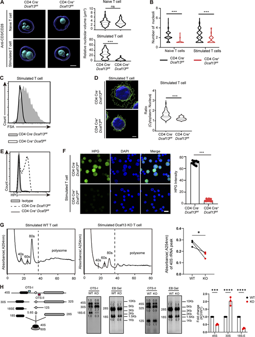 DCAF13-deficient T cells showed impaired new protein synthesis caused by abnormal ribosomal maturation. (A) Confocal z-stack three-dimensional reconstruction of nucleoli from CD4 Cre−Dcaf13fl/fl (WT) and CD4 Cre+Dcaf13fl/fl (cKO) T cells to compare nucleolar sizes. Representative images (left) and corresponding quantitation of the nucleolar volume (right) from three independent experiments (naïve T cells, n = 60; stimulated T cells, n = 50). DAPI (blue) and NPM1 (cyan) are shown. Scale bar, 2 μm. (B) Quantitation of the nucleolar number in naïve or stimulated CD4 Cre−Dcaf13fl/fl (WT) and CD4 Cre+Dcaf13fl/fl (cKO) T cells from three independent experiments (naïve T cells, n = 60; stimulated T cells, n = 50). (C) FSAs of CD4 Cre−Dcaf13fl/fl (WT) and CD4 Cre+Dcaf13fl/fl (cKO) T cells stimulated with anti-CD3/CD28 for 24 h. (D) Confocal z-stack three-dimensional reconstruction of stimulated T cells isolated from CD4 Cre−Dcaf13fl/fl (WT) and CD4 Cre+Dcaf13fl/fl (cKO) cells to compare their ratios of cytoplasm and nuclei. Representative images (left) and corresponding quantitation from three independent experiments (n = 45) are shown. DAPI (blue) and CD4 (green). Scale bar, 2 μm. (E) Flow cytometry analysis of HPG signals in CD4 Cre−Dcaf13fl/fl (WT) and CD4 Cre+Dcaf13fl/fl (cKO) T cells stimulated with anti-CD3/CD28 for 24 h. (F) Immunofluorescence staining of HPG signals in CD4 Cre−Dcaf13fl/fl (WT) and CD4 Cre+Dcaf13fl/fl (cKO) T cells stimulated with anti-CD3/CD28 for 24 h. Representative pictures (left) and quantification of the HPG intensity (right; WT, n = 6; cKO, n = 3) are shown. Scale bar, 10 μm. (G) Polysome profile analysis of stimulated T cells with anti-CD3/CD28 treatment for 72 h. These cells were isolated from ERT2 Cre+Dcaf13fl/fl T cells and treated with tamoxifen (regarded as DCAF13 KO) or without tamoxifen (regarded as WT). Cells were loaded in equal amounts. Representative pictures of the A254 absorbance profile in three independent experiments (left) and quantification of the 40S peaks (right, n = 3) are shown. (H) Ribosomal RNA processing products in stimulated T cells were detected by northern blotting with OTSI and OTSII oligos. Loaded RNA was purified from the same number of cells. The gray values of bands were quantified with ImageJ. WT cells were normalized to 1.0. The fold changes of 45S, 30S, and 18S-E rRNA were summarized from three independent experiments (n = 3). Data are presented as the mean ± SD. A two-tailed Student’s t test was used. ns is not significant. *P < 0.05, **P < 0.01, ***P < 0.001, ****P < 0.0001. Source data are available for this figure: SourceData F5.