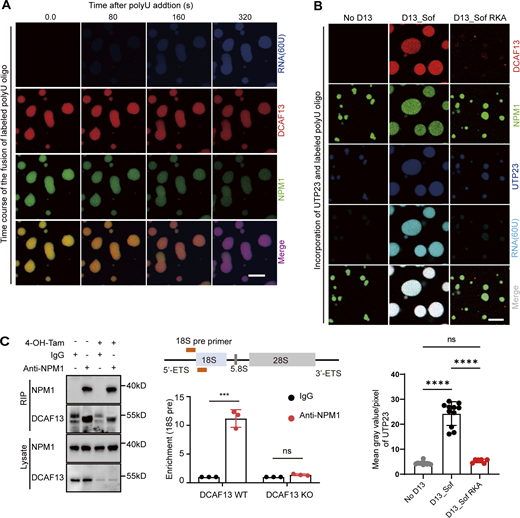PreRNA and its endonuclease UTP23 were enriched in DCAF13/NPM1 condensates. (A) Serial pictures of HEX-labeled polyU oligos enriched in NPM1 and DCAF13-Sof domain condensates. Scale bar, 5 μm. Refer to Video 1. (B) Representative pictures of endonuclease UTP23 and labeled polyU enrichment in NPM1 and DCAF13-Sof domain condensates. Scale bar, 5 μm. The mean gray values of UTP23 were calculated by ImageJ (NO D13, n = 10; D13_Sof, n = 11; D13_Sof RKA, n = 6). (C) RIP with anti-NPM1 in T cells from ERT2 Cre+Dcaf13fl/fl T cells with tamoxifen (regarded as DCAF13 KO) and without tamoxifen (regarded as WT). IgG served as the negative control. Western blotting (left) and quantitative PCR (right) with 18Spre primer are shown. Data are presented as the mean ± SD. A two-tailed Student’s t test was used. ns is not significant. *P < 0.05, **P < 0.01, ***P < 0.001, ****P < 0.0001. Source data are available for this figure: SourceData F8.
