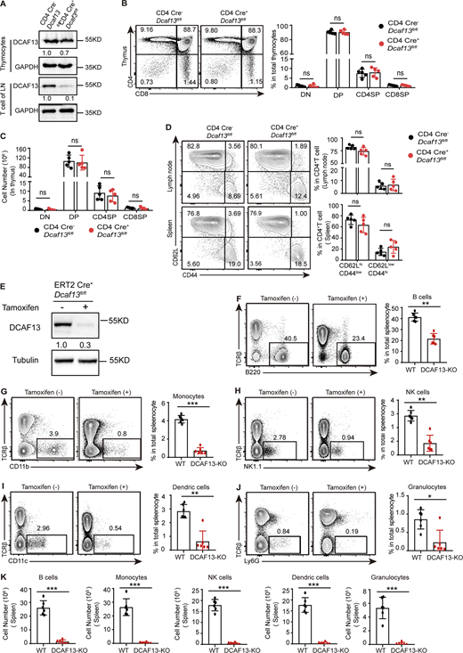 DCAF13 depletion also had a fatal effect on the survival and proliferation of other immune cell. (A) DCAF13 knockout efficiency in thymocytes and peripheral T cells was verified by Western blotting. (B) Representative flow cytometry pictures (left) and corresponding quantification (right) of the DN, DP, CD4SP, and CD8SP thymocyte subpopulations from CD4 Cre−Dcaf13fl/fl (WT) and CD4 Cre+Dcaf13fl/fl (cKO) mice (n = 3). (C) Quantitation of the cell number of DN, DP, CD4SP, and CD8SP subpopulations in the thymus (n = 3). (D) Flow cytometry analysis of the percentage of naïve CD4+ T cells (CD62Lhi CD44low) and effector CD4+ T cells (CD62LlowCD44hi) in lymph nodes and spleens. Representative flow cytometry pictures (left) and corresponding quantification (right) (n = 3). (E) DCAF13 knockdown efficiency in ERT2 Cre+Dcaf13fl/fl T cells with tamoxifen treatment was verified by Western blotting. The gray values of bands were quantified with ImageJ. (F–K) Percentages and the cell number of B cells, monocytes, NK cells, dendric cells, and granulocytes. 4-OH Tam(−) referred to WT, 4-OH Tam(+) referred to DCAF13-KO. n = 6. Data are presented as the mean ± SD. A two-tailed Student’s t test was used. ns is not significant. *P < 0.05, **P < 0.01, ***P < 0.001. ****P < 0.0001. Source data are available for this figure: SourceData FS2.