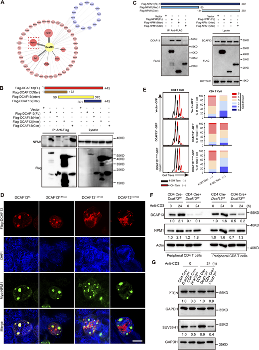 The Sof domain in the DCAF13 C-terminal was essential for its interaction with NPM1. (A) Network of DCAF13-interacting proteins in EL-4 T cells identified by LC–MS/MS. Subgrouping into ribosomal proteins (blue) and other proteins (red). The sizes of bubbles correspond to fold enrichment. A red dashed box is used to highlight the location of NPM1. (B) Co-IP of Flag-DCAF13-FL, Flag-DCAF13-Nter, Flag-DCAF13-Inter, and Flag-DCAF13-Cter to roughly map out its C-terminal charging the interaction with NPM1. (C and D) Co-IP of Flag-NPM1-FL, Flag-NPM1-Nter, and Flag-NPM1-Cter to roughly map out its N-terminal charging the interaction with DCAF13 (down; D). IF for cellular colocalization between Flag-DCAF13-FL, Flag-DCAF13-1-417aa, Flag-DCAF13-1-391aa, and Flag-DCAF13-1-370aa with NPM1. Scale bar, 10 μm. (E) The rescue of proliferation defect in CD4 T cells caused by DCAF13 deletion by ectopic expressing DCAF13-FL and DCAF13(1–417) mutations in tamoxifen-treated ERT2 Cre+Dcaf13fl/fl T cells (regarded as DCAF13 KO). The percentages of individual peaks were quantified by FlowJo V10 software. (F) NPM1 protein expression levels in CD4 Cre−Dcaf13fl/fl (WT) and CD4 Cre+Dcaf13fl/fl (cKO) CD4+or CD8+ T cells. The gray values of bands were quantified with ImageJ. (G) PTEN and SUV39H1 protein expression levels in CD4 Cre−Dcaf13fl/fl (WT) and CD4 Cre+Dcaf13fl/fl (cKO) T cells. The gray values of bands were quantified with ImageJ. Source data are available for this figure: SourceData FS4.