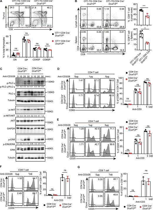 DCAF13-deficient T cells showed normal TCR response and activation. (A) Representative flow cytometry pictures (upper) and corresponding quantification (bottom) of the DN, DP, CD4SP, and CD8SP thymocyte subpopulations from OT1-TG CD4 Cre−Dcaf13fl/fl (WT) and OT1-TG CD4 Cre+Dcaf13fl/fl (cKO; WT, n = 6; cKO, n = 3). (B) Representative flow cytometry pictures (left) of the percentage of CD4+ and CD8+ T cell subsets in lymph nodes and spleen from OT1-TG CD4 Cre−Dcaf13fl/fl (WT) and OT1-TG CD4 Cre+Dcaf13fl/fl (cKO) and corresponding quantitation (right; WT, n = 6; cKO, n = 3). (C) The phosphorylation level of PLC-γ, AKT, and ERK in T cells from CD4 Cre−Dcaf13fl/fl (WT) and CD4 Cre+Dcaf13fl/fl (cKO) mice after stimulation with anti-CD3/CD28. Quantification of phosphorylation level in total targeted proteins with ImageJ. (D and E) Flow cytometry analysis of CD69 (D) and CD25 (E) in naïve CD4+ T cells isolated from CD4 Cre−Dcaf13fl/fl (WT) and CD4 Cre+Dcaf13fl/fl (cKO) mice under indicated anti-CD3/CD28 stimulation for 4 h. Representative flow cytometry pictures (left) and corresponding quantitation (right; n = 3) are shown. (F and G) Flow cytometry analysis of CD69 (F) and CD25 (G) in naïve CD8+ T cells isolated from CD4 Cre−Dcaf13fl/fl (WT) and CD4 Cre+Dcaf13fl/fl (cKO) mice under indicated anti-CD3/CD28 stimulation for 4 h. Representative flow cytometry pictures (left) and corresponding quantitation (right) (n = 3) are shown. Data are presented as the mean ± SD. A two-tailed Student’s t test was used. ns is not significant. *P < 0.05, **P < 0.01, ***P < 0.001, ****P < 0.0001. Source data are available for this figure: SourceData F3. Refer to the image caption for details.