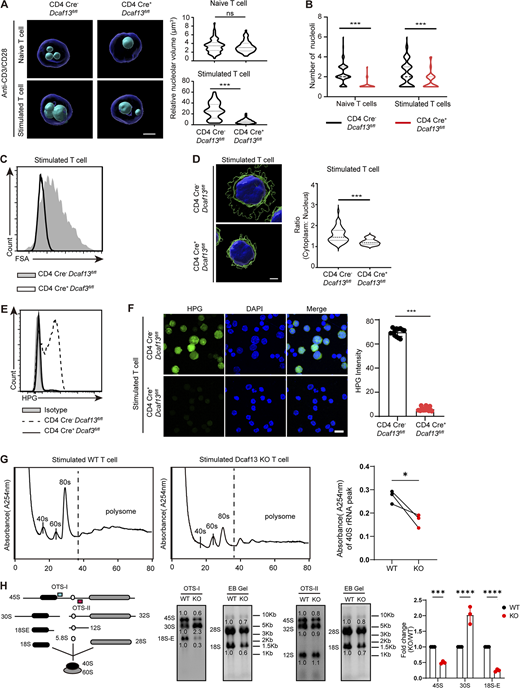 DCAF13-deficient T cells showed impaired new protein synthesis caused by abnormal ribosomal maturation. (A) Confocal z-stack three-dimensional reconstruction of nucleoli from CD4 Cre−Dcaf13fl/fl (WT) and CD4 Cre+Dcaf13fl/fl (cKO) T cells to compare nucleolar sizes. Representative images (left) and corresponding quantitation of the nucleolar volume (right) from three independent experiments (naïve T cells, n = 60; stimulated T cells, n = 50). DAPI (blue) and NPM1 (cyan) are shown. Scale bar, 2 μm. (B) Quantitation of the nucleolar number in naïve or stimulated CD4 Cre−Dcaf13fl/fl (WT) and CD4 Cre+Dcaf13fl/fl (cKO) T cells from three independent experiments (naïve T cells, n = 60; stimulated T cells, n = 50). (C) FSAs of CD4 Cre−Dcaf13fl/fl (WT) and CD4 Cre+Dcaf13fl/fl (cKO) T cells stimulated with anti-CD3/CD28 for 24 h. (D) Confocal z-stack three-dimensional reconstruction of stimulated T cells isolated from CD4 Cre−Dcaf13fl/fl (WT) and CD4 Cre+Dcaf13fl/fl (cKO) cells to compare their ratios of cytoplasm and nuclei. Representative images (left) and corresponding quantitation from three independent experiments (n = 45) are shown. DAPI (blue) and CD4 (green). Scale bar, 2 μm. (E) Flow cytometry analysis of HPG signals in CD4 Cre−Dcaf13fl/fl (WT) and CD4 Cre+Dcaf13fl/fl (cKO) T cells stimulated with anti-CD3/CD28 for 24 h. (F) Immunofluorescence staining of HPG signals in CD4 Cre−Dcaf13fl/fl (WT) and CD4 Cre+Dcaf13fl/fl (cKO) T cells stimulated with anti-CD3/CD28 for 24 h. Representative pictures (left) and quantification of the HPG intensity (right; WT, n = 6; cKO, n = 3) are shown. Scale bar, 10 μm. (G) Polysome profile analysis of stimulated T cells with anti-CD3/CD28 treatment for 72 h. These cells were isolated from ERT2 Cre+Dcaf13fl/fl T cells and treated with tamoxifen (regarded as DCAF13 KO) or without tamoxifen (regarded as WT). Cells were loaded in equal amounts. Representative pictures of the A254 absorbance profile in three independent experiments (left) and quantification of the 40S peaks (right, n = 3) are shown. (H) Ribosomal RNA processing products in stimulated T cells were detected by northern blotting with OTSI and OTSII oligos. Loaded RNA was purified from the same number of cells. The gray values of bands were quantified with ImageJ. WT cells were normalized to 1.0. The fold changes of 45S, 30S, and 18S-E rRNA were summarized from three independent experiments (n = 3). Data are presented as the mean ± SD. A two-tailed Student’s t test was used. ns is not significant. *P < 0.05, **P < 0.01, ***P < 0.001, ****P < 0.0001. Source data are available for this figure: SourceData F5. Refer to the image caption for details.
