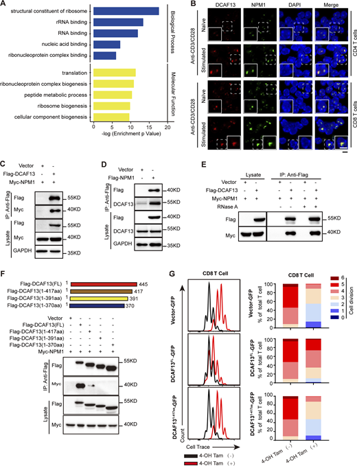 Mass spectrometry identified DCAF13-associated proteins. (A) GO clusters of DCAF13 interacting proteins analyzed in the Database for Annotation, Visualization and Integrated Discovery (DAVID: https://david.ncifcrf.gov/). (B) Immunofluorescence for NPM1 and DCAF13 nucleolar colocalization in naïve and stimulated T cells. Inserts in the bottom left of the images showing 150% higher magnification of a representative cell (dashed boxed). Scale bar, 5 μm. (C) Co-IP of Flag-DCAF13 to confirm its interaction with myc-NPM1 in 293T cells. (D) Co-IP of Flag-NPM1 to confirm its interaction with DCAF13 in 293T cells. (E) Co-IP of Flag-DCAF13 with RNaseA treatment to confirm its interaction with NPM1 in an RNase A-insensitive manner. (F) The strategy of DCAF13 mutations and Co-IP of these mutations is to map the interacting site with NPM1. (G) The rescue of proliferation defects in CD8 T cells caused by DCAF13 deletion by ectopically expressing DCAF13-FL and DCAF13(1–417) mutations in tamoxifen-treated ERT2 Cre+Dcaf13fl/fl T cells (regarded as DCAF13 KO). The percentage of individual peaks was quantified by FlowJo V10 software. Source data are available for this figure: SourceData F6.