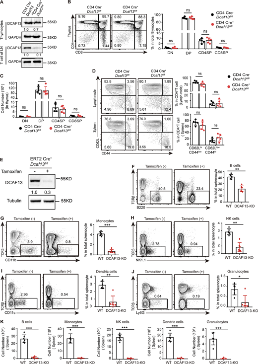 DCAF13 depletion also had a fatal effect on the survival and proliferation of other immune cell. (A) DCAF13 knockout efficiency in thymocytes and peripheral T cells was verified by Western blotting. (B) Representative flow cytometry pictures (left) and corresponding quantification (right) of the DN, DP, CD4SP, and CD8SP thymocyte subpopulations from CD4 Cre−Dcaf13fl/fl (WT) and CD4 Cre+Dcaf13fl/fl (cKO) mice (n = 3). (C) Quantitation of the cell number of DN, DP, CD4SP, and CD8SP subpopulations in the thymus (n = 3). (D) Flow cytometry analysis of the percentage of naïve CD4+ T cells (CD62Lhi CD44low) and effector CD4+ T cells (CD62LlowCD44hi) in lymph nodes and spleens. Representative flow cytometry pictures (left) and corresponding quantification (right) (n = 3). (E) DCAF13 knockdown efficiency in ERT2 Cre+Dcaf13fl/fl T cells with tamoxifen treatment was verified by Western blotting. The gray values of bands were quantified with ImageJ. (F–K) Percentages and the cell number of B cells, monocytes, NK cells, dendric cells, and granulocytes. 4-OH Tam(−) referred to WT, 4-OH Tam(+) referred to DCAF13-KO. n = 6. Data are presented as the mean ± SD. A two-tailed Student’s t test was used. ns is not significant. *P < 0.05, **P < 0.01, ***P < 0.001. ****P < 0.0001. Source data are available for this figure: SourceData FS2.