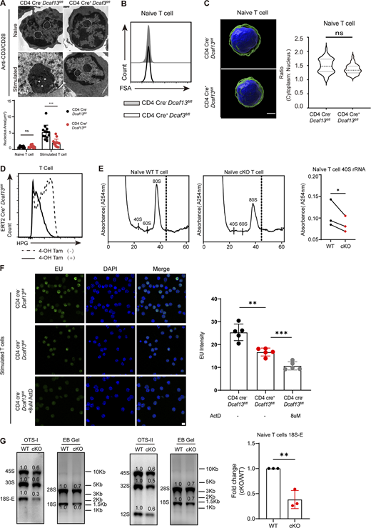 DCAF13 depletion exerted slighter effects on rRNA transcription rather than protein synthesis. (A) Nucleolar morphology of naïve or stimulated CD4 Cre−Dcaf13fl/fl (WT) and CD4 Cre+Dcaf13fl/fl (cKO) T cells detected by electron microscopy. Representative images (upper) and the quantities of areas (right) are shown. The white dotted line outlined the shape of the nucleus and the white tip marked obvious DFC regions (n = 13). (B) FSA of naïve CD4 Cre−Dcaf13fl/fl (WT) and CD4 Cre+Dcaf13fl/fl (cKO) T cells. (C) Confocal z-stack three-dimensional reconstruction of naïve CD4 T cells was isolated from CD4 Cre−Dcaf13fl/fl (WT) and CD4 Cre+Dcaf13fl/fl (cKO) to compare their ratios of cytoplasm and nucleus. Representative images (left) and corresponding quantitation from three independent experiments (n = 36) are shown. DAPI (blue) and CD4 (green). Scale bar, 2 μm. (D) Flow cytometry analysis of HPG signals in ERT2 Cre+Dcaf13fl/fl CD4+ and CD8+ T cells treated with tamoxifen (regarded as DCAF13 KO) or without tamoxifen (regarded as WT). T cells were stimulated with anti-CD3/CD28 for 24 h. (E) Polysome profiles analysis of the equal amounts of naïve T cells from CD4 Cre−Dcaf13fl/fl (WT) and CD4 Cre+Dcaf13fl/fl (cKO). Representative pictures of A254 absorbance profile in three independent experiments(left) and quantification of the 40S peaks (right, n = 3) are shown. (F) IF of EU signals in CD4 Cre−Dcaf13fl/fl (WT) and CD4 Cre+Dcaf13fl/fl (cKO) T cells stimulated by anti-CD3/CD28 for 24 h. Actinomycin D (ActD) was added as an EU inhibitor. The gray value of the EU signal was measured by ImageJ (n = 5). (G) Ribosomal RNA processing products in naïve T cells from CD4 Cre−Dcaf13fl/fl (WT) and CD4 Cre+Dcaf13fl/fl (cKO) mice were detected by northern blotting with OTSI and OTSII oligos. Loaded RNA was purified from equal amounts of cells. The gray values of bands were quantified with ImageJ. WT cells were normalized to 1.0. The fold change of 18S-E was summarized from three independent experiments (n = 3). Data are presented as the mean ± SD. A two-tailed Student’s t test was used. ns is not significant. *P < 0.05, **P < 0.01, ***P < 0.001. Source data are available for this figure: SourceData FS3. Refer to the image caption for details.