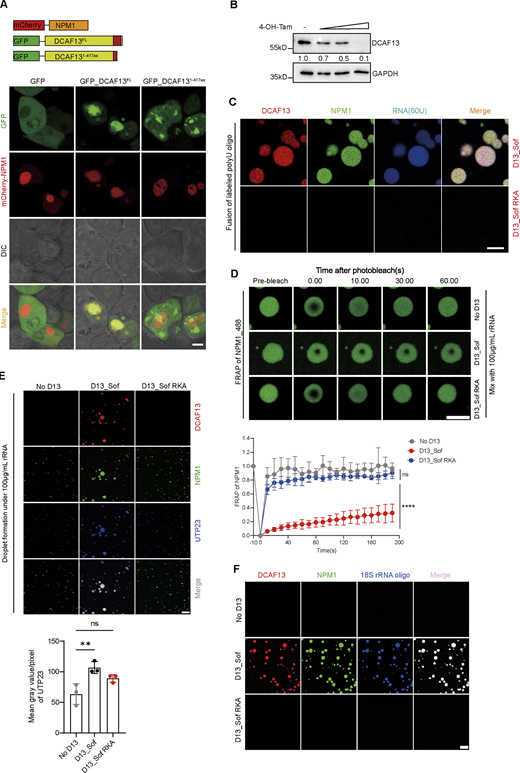 DCAF13 promoted NPM1 phase separation. (A) The strategy of mCherry-NPM1 and GFP-DCAF13 plasmids construction and the microscopic pictures of 293T cells transfected plasmids as designed. Scale bar, 5 μm. (B) Western blotting gradient knockdown efficiency of DCAF13 by T cells isolated from ERT2 Cre+Dcaf13fl/fl with different concentrations of tamoxifen treatment to knock down DCAF13 in different levels (regarded as DCAF13 KO) or without tamoxifen (regarded as WT). Those cells were cultured with anti-CD3/CD28 for 48 h. The gray values of bands were quantified with ImageJ. (C) Labeled polyU enriched in NPM1 condensates with DCAF13-Sof domain other than with DCAF13-Sof RKA mutant. Scale bar, 5 μm. (D) Representative pictures of FRAP and the corresponding curve (n = 6) of droplet including purified NPM1 protein in the presence of 100 μg/ml rRNA with DCAF13-Sof, DCAF13-Sof RKA mutant protein, or NPM1 protein only. All three groups were with the presence of 100 μg/ml rRNA. Scale bar, 2 μm. (E) Representative pictures of endonuclease UTP23 enrichment in NPM1 and DCAF13-Sof domain droplets with the presence of 100 μg/ml rRNA. The mean gray value/pixel of UTP23 was measured by ImageJ (n = 3). Scale bar, 5 μm. (F) Condensates formation of NPM1 with DCAF13_Sof, DCAF13_Sof RKA mutant in the presence of HEX-labeled 18S rRNA oligo. Scale bar, 5 μm. Data are presented as the mean ± SD. A two-tailed Student’s t test was used. ns is not significant. *P < 0.05, **P < 0.01, ***P < 0.001, ****P < 0.0001. Source data are available for this figure: SourceData FS5. Refer to the image caption for details.