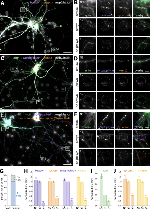 Polylysine-coated beads induce functional presynaptic specializations at axon-bead contacts. (A) Widefield fluorescence image of cultured neurons seeded with polylysine-coated beads (gray) after 8 div and fixed 48 h later at 10 div, labeled for actin (green), bassoon (purple), synapsin (orange), and map2 (gray). (B) Zooms corresponding to the areas highlighted in A: top row, natural synapse at axon-dendrite contact (NS); middle row, induced presynapse at an axon-bead contact (S+); bottom row, axon-bead contact with no induced presynapse (S−). The position of the bead is indicated by the dashed gray circle. (C) Widefield fluorescence image of cultured neurons 2 d after bead seeding at 8 div, labeled for actin (green), synaptophysin (purple), vamp2 (orange), and map2 (gray). (D) Zooms corresponding to the natural synapse, S+ and S− axon-bead contacts highlighted in C. (E) Widefield fluorescence image of cultured neurons 2 d after bead seeding at 8 div, labeled for actin (green), synaptophysin (purple), map2 (gray), and feeding with anti-synaptotagmin antibody (syt) during constitutive vesicular cycling (orange). (F) Zooms corresponding to the natural synapse (NS), S+, and S− axon-bead contacts highlighted in E. Scale bars for A, C, and E: 20 µm; for B, D, and F: 2 µm. (G) Quantification of the proportion of S+ (blue) and S− (gray) axon-bead contacts. (H) Quantification of the labeling intensity for bassoon (dark purple), synapsin (orange), synaptophysin (purple), and vamp2 (yellow) at natural synapses (NS), induced presynapses at axon-bead contacts (S+) and axon-bead contacts devoid of presynapse (S−), normalized to the intensity at S+ contacts. (I) Quantification of the labeling intensity for actin at natural synapses (NS), induced presynapses at axon-bead contacts (S+) and axon-bead contacts devoid of presynapse (S−), normalized to the intensity at S+ contacts. (J) Quantification of the labeling intensity after syt feeding for constitutive (orange) and stimulated (KCl-induced, yellow) vesicular cycling at natural synapses (NS), induced presynapses at axon-bead contacts (S+), and axon-bead contacts devoid of presynapse (S−), normalized to the intensity at S+ contacts. Significance signs on graphs compare to the value for the same labeling in bead-induced presynapses (S+, normalized to 1.0). See Data S1 file for detailed statistics. Refer to the image caption for details.