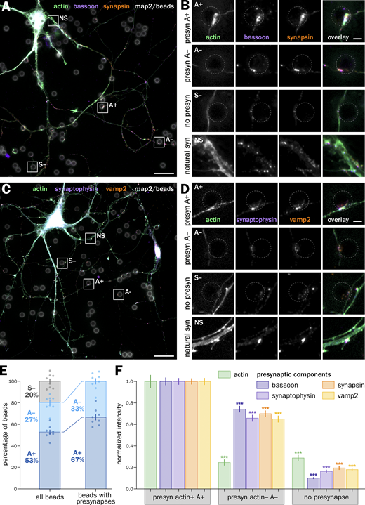 A major proportion of bead-induced presynapses is enriched in actin and concentrates more presynaptic components than non-enriched induced presynapses. (A) Widefield fluorescence image of cultured neurons 2 d after bead seeding at 8 div, labeled for actin (green), bassoon (purple), synapsin (orange), and map2 (gray). (B) Zooms corresponding to the areas highlighted in A: top row, actin-enriched induced presynapse at an axon-bead contact (A+); second row, induced presynapse at an axon-bead contact with no actin enrichment (A−); third row, axon-bead contact with no induced presynapse (S−); bottom row, natural synapse at axon-dendrite contact (NS). (C) Widefield fluorescence image of cultured neurons 2 d after bead seeding at 8 div, labeled for actin (green), synaptophysin (purple), vamp2 (orange), and map2 (gray). (D) Zooms corresponding to the A+, A−, S− axon-bead contacts and natural synapses (NS) highlighted in C. Scale bars in A and C: 20 µm; B and D: 2 µm. (E) Quantification of the proportion of A+ (dark blue), A− (blue), and S− (gray) axon-bead contacts. (F) Quantification of the labeling intensity for actin (green), bassoon (dark purple), synaptophysin (purple), synapsin (orange), and vamp2 (yellow) at actin-enriched presynapses (A+), induced presynapses with no actin enrichment (A−), and axon-bead contacts devoid of presynapse (S−), normalized to the intensity at A+ presynapses. Significance signs on graphs compare to the value for the same labeling in actin-enriched presynapses (A+, normalized to 1.0). See Data S1 file for detailed statistics.