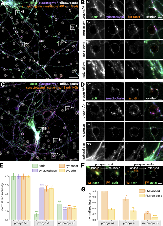 Actin-enriched induced presynapses have a higher vesicular cycling than non-enriched induced presynapses. (A) Widefield fluorescence image of cultured neurons 2 d after bead seeding at 8 div, labeled for actin (green), synaptophysin (purple), map2 (gray), and feeding with anti-synaptotagmin antibody (syt) during constitutive cycling (orange). (B) Zooms corresponding to the A+, A−, S− axon-bead contacts and natural synapses (NS) highlighted in B. (C) Widefield fluorescence image of cultured neurons 2 d after bead seeding at 8 div, labeled for actin (green), synaptophysin (purple), and map2 (gray) and feeding with anti-synaptotagmin antibody (syt) during KCl-stimulated vesicular cycling (orange). (D) Zooms corresponding to the A+, A−, S− axon-bead contacts and natural synapses (NS) highlighted in C. Scale bars in A and C, 20 µm; B and D, 2 µm. (E) Quantification of the labeling intensity for actin (green), synaptophysin (purple), and after syt feeding for constitutive (orange) and stimulated (yellow) vesicular cycling at actin-enriched presynapses (A+), induced presynapses with no actin enrichment (A−), and axon-bead contacts devoid of presynapse (S−), normalized to the intensity at A+ presynapses. (F) Zooms on axon-bead contacts of living neurons stained with SiR-actin (green) and loaded with FM1-43 (orange, left image) before release (right image). Left two images show an A+ presynapse, right images show an A− presynapse. Scale bar, 2 µm. (G) Quantification of the FM staining intensity after loading (orange) and release (yellow) in A+ and A− induced presynapses as well as axon-bead contacts devoid of a presynapse (S−). Significance signs on graphs compare to the value for the same labeling condition in actin-enriched presynapses (normalized to 1.0 for A+ in E, normalized to 1.0 for the A+ in loading condition in G). See Data S1 file for detailed statistics. Refer to the image caption for details.