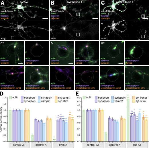 Acute actin disassembly and over-stabilization lower the accumulation of presynaptic components at induced presynapses. (A) Top, widefield fluorescence image of cultured neurons 2 d after bead seeding at 8 div, control treated with vehicle (DMSO) for 1 h and labeled for actin (green), bassoon (purple), synapsin (orange), and map2 (gray). Bottom, panels showing A+ presynapses labeled for actin, presynaptic components, and after syt feeding. The first panel is a zoom of the area highlighted in the top image. (B) Top, widefield fluorescence image of cultured neurons 2 d after bead seeding at 8 div, treated with 1 µM swinholide A (swin) for 1 h, and labeled for actin (green), bassoon (purple), synapsin (orange), and map2 (gray). Bottom, panels showing A− presynapses labeled for actin, presynaptic components, and after syt feeding. The first panel is a zoom of the area highlighted in the top image. (C) Top, widefield fluorescence image of cultured neurons 2 d after bead seeding at 8 div, treated with 5 µM cucurbitacin E (cuc) for 3 h, and labeled for actin (green), bassoon (purple), synapsin (orange), and map2 (gray). Bottom, panels showing A+ presynapses labeled for actin, presynaptic components, and after syt feeding. The first panel is a zoom of the area highlighted in the top image. Scale bars on large images in A–C, 20 µm; on zoomed images, 2 µm. (D) Quantification of the labeling intensity for actin (green), bassoon (dark purple), synaptophysin (purple), synapsin (dark blue), vamp2 (blue), and after syt feeding for constitutive (orange), and stimulated (yellow) vesicular cycling at actin-enriched presynapses (A+) and induced presynapses with no actin enrichment (A−) in the control condition, and at A− presynapses after swin treatment. (E) Quantification of the labeling intensity for actin (green), bassoon (dark purple), synaptophysin (purple), synapsin (dark blue), vamp2 (blue), and after syt feeding for constitutive (orange), and stimulated (yellow) vesicular cycling at actin-enriched presynapses (A+) and induced presynapses with no actin enrichment (A−) in the control condition, and at A+ presynapses after cuc treatment. Significance signs (bottom: *, ns) on graphs compare to the value for the same labeling in the control condition for A+ presynapses (normalized to 1.0); significance signs (top: °, ns) compare to the value for the same labeling in the control condition for A− presynapses. See Data S1 file for detailed statistics.