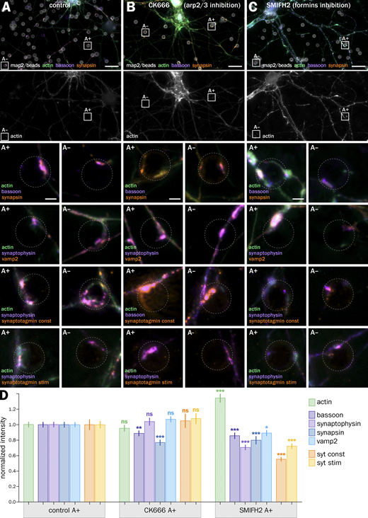 Arp2/3 and formins inhibitors have distinct effects on actin and presynaptic components at induced presynapses. (A) Top, widefield fluorescence image of cultured neurons 2 d after bead seeding at 8 div, control-treated with vehicle (DMSO) for 1 h and labeled for actin (green), bassoon (purple), and map2 (gray). Bottom, panels showing A+ and A− presynapses labeled for actin, presynaptic components, and after syt feeding. The top panels are zooms of the areas highlighted in the top image. (B) Top, widefield fluorescence image of cultured neurons 2 d after bead seeding at 8 div, treated with 50 μM CK666 (Arp2/3 inhibitor) for 1 h, and labeled for actin (green), bassoon (purple), and map2 (gray). Bottom, panels showing A+ and A− presynapses labeled for actin, presynaptic components, and after syt feeding. The top panels are zooms of the areas highlighted in the top image. (C) Top, widefield fluorescence image of cultured neurons 2 d after bead seeding at 8 div, treated with 30 µM SMIFH2 (formins inhibitor) for 3 h, and labeled for actin (green), bassoon (purple), and map2 (gray). Bottom, panels showing A+ and A− presynapses labeled for actin, presynaptic components and after syt feeding. Top panels are zooms of the areas highlighted in the top image. Scale bars on large images in A–C, 20 µm; on zoomed images, 2 µm. (D) Quantification of the labeling intensity for actin (green), bassoon (dark purple), synaptophysin (purple), synapsin (dark blue), vamp2 (blue), and after syt feeding for constitutive (orange), and stimulated (yellow) vesicular cycling at actin-enriched presynapses (A+) in the control condition, and after CK666 or SMIFH2 treatment. Significance signs on graphs compare to the value for the same labeling in the control condition for A+ presynapses (normalized to 1.0). See Data S1 file for detailed statistics. Refer to the image caption for details.