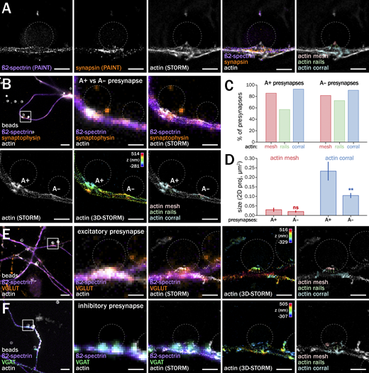 Actin mesh, rails, and corrals are present in various types of induced presynapses. (A) Three-color SMLM image of a bead-induced presynapse labeled for ß2-spectrin (DNA-PAINT image), synapsin (DNA-PAINT image), and actin (STORM image). The fourth column is an overlay of the three channels, while the fifth column shows the actin STORM image with highlighted presynaptic actin structures. (B) Actin nanostructures in A+ and A− induced presynapses along the same axon. The top-left panel shows the widefield image of ß2-spectrin (purple), synaptophysin (orange), and actin (gray). The top-center panel is a zoom of the highlighted area in the first image. The top-right panel shows an overlay of widefield images of ß2-spectrin (purple) and synaptophysin (orange) with the STORM image of actin (gray). The bottom-left panel is the isolated STORM image of actin (gray). The bottom-center panel is the isolated 3D-STORM image of actin, color-coded for depth (with Z scale in the top right corner). The bottom-right panel is the STORM image of actin with highlighted presynaptic actin structures in the A+ and A− induced presynapses: active zone mesh (red), actin rails (green), perisynaptic corral (blue). (C) Semi-quantitative assessment of the frequency of identification for presynaptic actin structures: actin mesh (red), rails (green), and corral (blue) from A+ and A− induced presynapses. (D) Quantification of the size of the mesh (red) and corral (blue) on 2D-projected STORM images of A+ and A− induced presynapses. Significance signs on the graph compare to the value of a given nanostructure size between A+ and A− synapses. See Data S1 file for detailed statistics. (E) Actin nanostructures in an identified bead-induced glutamatergic presynapse. First column shows the widefield image of ß2-spectrin (purple), VGLUT (orange), and actin (gray). The second column is a zoom of the highlighted area in the first image. The third column shows an overlay of widefield images of ß2-spectrin (purple) and VGLUT (orange) with the STORM image of actin (gray). The fourth column is 3D-STORM image of actin, color-coded for depth (with Z scale in the top right corner). The fifth column is the STORM image of actin with highlighted presynaptic actin structures: active zone mesh (red), actin rails (green), perisynaptic corral (blue). (F) Actin nanostructures in an identified bead-induced GABAergic presynapse. The first column shows the widefield image of ß2-spectrin (purple), VGAT (green), and actin (gray). The second column is a zoom of the highlighted area in the first image. The third column shows an overlay of widefield images of ß2-spectrin (purple) and VGAT (green) with the STORM image of actin (gray). The fourth column is 3D-STORM image of actin, color-coded for depth (with Z scale in the top right corner). The fifth column is the STORM image of actin with highlighted presynaptic actin structures: active zone mesh (red), actin rails (green), and perisynaptic corral (blue). Scale bars in A, 1 µm; in B, 5 µm (top left panel) and 1 µm (other panels); in E and F, 5 µm (left column panels) and 1 µm (other panels).