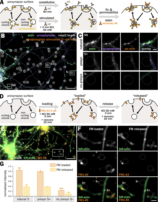 Optical methods to assess vesicular cycling at bead-induced presynapses. (A–C) Anti-synaptotagmin (syt) antibody feeding experiments to assess the cycling activity of presynapses. (A) Cartoon of the anti-syt feeding experiments. Living neurons are incubated with the syt antibody (orange) directed against an extracellular epitope of synaptotagmin (yellow), either for 60 min to measure constitutive cycling, or for 3 min in the presence of 50 mM KCl to measure stimulated cycling. Neurons are then fixed and the syt antibody is revealed with a secondary antibody (green). (B) Widefield fluorescence image of cultured neurons 2 d after bead seeding at 8 div, labeled for actin (green), synaptophysin (purple), map2 (gray), and feeding with anti-synaptotagmin antibody (syt) during a 3-min incubation with KCl (stimulated cycling). (C) Zooms corresponding to the natural synapse (NS), S+, and S− axon-bead contacts highlighted in B. Scale bars for B, 20 µm; for C, 2 µm. (D–G) FM1-43 dye loading/release experiment to assess the cycling activity of presynapses. (D) Cartoon of the FM1-43 experiment. Living neurons are first loaded with FM1-43 using a 3-min incubation in 50 mM KCl followed by 15 min of recovery, then images of the “loaded” time point are taken. FM1-43 is then released using a second 3-min incubation with 50 mM KCl and 15-min recovery, before images are taken of the “released” time point. (E) Widefield fluorescence image of cultured neurons 2 d after bead seeding at 8 div, labeled for actin using SiR (green) after loading with FM1-43 (orange). (F) Zooms corresponding to area highlighted in E, showing the images obtained after loading (left column) and release (right column) of FM1-43. Beads are indicated by dashed-line circles labeling the induced presynapses (S+) and axon-bead contact with no presynapse (S−). Scale bars for B, 20 µm; for C, 5 µm. (G) Quantification of the FM staining intensity after loading (orange) and release (yellow) in natural synapses (NS) and bead-induced presynapses (S+) as well as axon-bead contacts devoid of a presynapse (S−). Significance signs on the graph compare to the value for the same labeling condition in bead-induced presynapses (S+, normalized to 1.0 for the loading condition). See Data S1 file for detailed statistics.