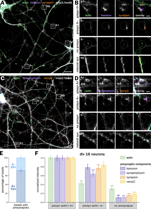 Presynapses induced 48 h after seeding more mature, 14-div neurons show a similar proportion of actin enrichment and with similar presynaptic content. (A) Widefield fluorescence image of cultured neurons 2 d after bead seeding at 14 div, labeled for actin (green), bassoon (purple), synapsin (orange), and map2 (gray). (B) Zooms corresponding to the areas highlighted in A: top row, actin-enriched induced presynapse at an axon-bead contact (A+); second row, induced presynapse at an axon-bead contact with no actin enrichment (A−); third row, axon-bead contact with no induced presynapse (S−); bottom row, natural synapse at axon-dendrite contact (NS). (C) Widefield fluorescence image of cultured neurons 2 d after bead seeding at 14 div, labeled for actin (green), synaptophysin (purple), vamp2 (orange), and map2 (gray). (D) Zooms corresponding to the A+, A−, S− axon-bead contacts and natural synapses (NS) highlighted in C. Scale bars in A and C: 20 µm; B and D: 2 µm. (E) Quantification of the proportion of A+ (dark blue) and A− (blue) at axon-bead contacts that resulted in an induced presynapse. (F) Quantification of the labeling intensity for actin (green), bassoon (dark purple), synaptophysin (purple), synapsin (orange), and vamp2 (yellow) at actin-enriched presynapses (A+), induced presynapses with no actin enrichment (A−), and axon-bead contacts devoid of presynapse (S−), normalized to the intensity at A+ presynapses. Significance signs on graphs compare to the value for the same labeling in bead-induced presynapses (S+, normalized to 1.0). See Data S1 file for detailed statistics. Refer to the image caption for details.