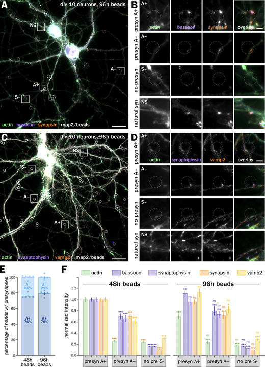 Presynapses induced for 48 and 96 h show a similar proportion of actin enrichment with similar presynaptic content. (A) Widefield fluorescence image of cultured neurons 96 h after bead seeding at 6 div, labeled for actin (green), bassoon (purple), synapsin (orange), and map2 (gray). (B) Zooms corresponding to the areas highlighted in A: top row, actin-enriched induced presynapse at an axon-bead contact (A+); second row, induced presynapse at an axon-bead contact with no actin enrichment (A−); third row, axon-bead contact with no induced presynapse (S−); bottom row, natural synapse at axon-dendrite contact (NS). (C) Widefield fluorescence image of cultured neurons 96 h after bead seeding at 6 div, labeled for actin (green), synaptophysin (purple), vamp2 (orange), and map2 (gray). (D) Zooms corresponding to the A+, A−, S− axon-bead contacts and natural synapses (NS) highlighted in C. Scale bars in A and C: 20 µm; B and D: 2 µm. (E) Quantification of the proportion of A+ (dark blue) and A− (blue) at axon-bead contacts that resulted in an induced presynapse for neurons after 48 and 96 h incubation with beads. (F) Quantification of the labeling intensity for actin (green), bassoon (dark purple), synaptophysin (purple), synapsin (orange), and vamp2 (yellow) at actin-enriched presynapses (A+), induced presynapses with no actin enrichment (A−), and axon-bead contacts devoid of presynapse (S−), 48 h (left), and 96 h (right) after bead seeding, normalized to the intensity of A+ presynapses after 48 h. Significance signs on graphs (bottom: *, ns) compare to the value for the labeling on bead-induced presynapses (S+, normalized to 1.0 at 48 h); significance signs (top: °, ns) compare to the value for the same labeling and type of induced presynapse (A+ or A−) between 48 and 96 h. See Data S1 file for detailed statistics. Refer to the image caption for details.