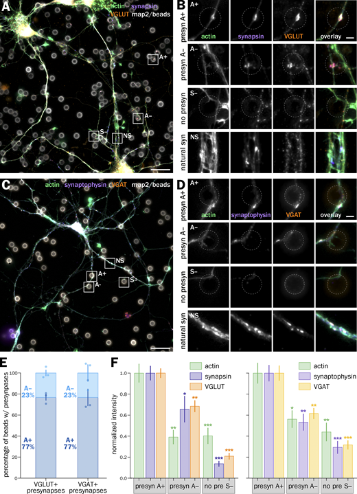 Bead-induced inhibitory and excitatory presynapses show similar actin and presynaptic component content distribution. (A) Widefield fluorescence image of cultured neurons 2 d after bead seeding at 8 div, labeled for actin (green), synapsin (purple), VGLUT (orange), and map2 (gray). (B) Zooms corresponding to the areas highlighted in A: top row, actin-enriched induced presynapse at an axon-bead contact (A+); second row, induced presynapse at an axon-bead contact with no actin enrichment (A−); third row, axon-bead contact with no induced presynapse (S−); bottom row, natural synapse at axon-dendrite contact (NS). (C) Widefield fluorescence image of cultured neurons 2 d after bead seeding at 8 div, labeled for actin (green), synaptophysin (purple), VGAT (orange), and map2 (gray). (D) Zooms corresponding to the A+, A−, S− axon-bead contacts and natural synapses (NS) highlighted in C. Scale bars in A and C: 20 µm; B and D: 2 µm. (E) Quantification of the proportion of A+ (dark blue) and A− (blue) at axon-bead contacts that resulted in an induced VGLUT-positive (left bar) and VGAT-positive (right bar) presynapse. (F) Left graph, quantification of the labeling intensity for actin (green), synapsin (dark purple), and VGLUT (orange) at actin-enriched presynapses (A+), induced presynapses with no actin enrichment (A−), and axon-bead contacts devoid of presynapse (S−), normalized to the intensity at A+ presynapses. Right graph, quantification of the labeling intensity for actin (green), synaptophysin (purple), and VGAT (yellow) at A+ and A− induced presynapses as well as S− axon bead contacts. Significance signs on graphs compare to the value for the same labeling in actin-enriched presynapses (A+, normalized to 1.0). See Data S1 file for detailed statistics.