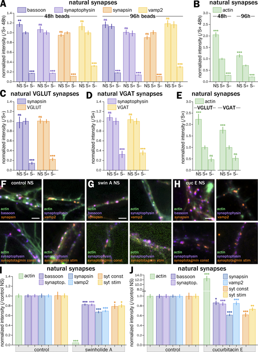 Induced presynapses are similar to natural presynapses between 48 and 96 h after bead seeding and between inhibitory and excitatory presynapses; acute actin perturbation effect on the accumulation of presynaptic components is similar at natural synapses and induced presynapses. (A) Quantification of the labeling intensity for bassoon (dark purple), synaptophysin (purple), synapsin (orange), and vamp2 (yellow) at natural synapses (NS), induced presynapses at axon-bead contacts (S+) and axon-bead contacts devoid of presynapse (S−) 48 h (left) or 96 h (right) after bead seeding, normalized to the intensity at S+ contacts after 48 h. (B) Quantification of the labeling intensity for actin at natural synapses (NS), induced presynapses at axon-bead contacts (S+), and axon-bead contacts devoid of presynapse (S−) 48 h (left) or 96 h (right) after bead seeding, normalized to the intensity at S+ contacts after 48 h. (C) Quantification of the labeling intensity for synapsin (dark purple) and VGLUT (orange) at excitatory natural synapses (NS), induced presynapses at axon-bead contacts (S+), and axon-bead contacts devoid of presynapse (S−), normalized to the intensity at S+ contacts. (D) Quantification of the labeling intensity for synaptophysin (purple) and VGAT (yellow) at inhibitory natural synapses (NS), induced presynapses at axon-bead contacts (S+) and axon-bead contacts devoid of presynapse (S−), normalized to the intensity at S+ contacts. (E) Quantification of the labeling intensity for actin at natural synapses (NS), induced presynapses at axon-bead contacts (S+), and axon-bead contacts devoid of presynapse (S−), normalized to the intensity at S+ contacts for excitatory (left) or inhibitory (right) presynapses. Significance signs on graphs A–E compare to the value for the same labeling in bead-induced presynapses (S+, normalized to 1.0). (F–H) Representative images of natural presynapses in control condition (F) or after treatment with swinholide A (G) or cucurbitacine E (H) labeled for actin, bassoon, and synapsin (green, purple, and orange respectively, top-left image); actin, synaptophysin, and vamp2 (green, purple and orange respectively, top-right image); actin, synaptophysin and constitutive feeding with anti-synaptotagmin antibody (green, purple and orange respectively, bottom-left image); actin, synaptophysin, and stimulated feeding with anti-synaptotagmin antibody (green, purple, and orange, respectively, bottom-right image). Zooms are taken from the images shown in Fig. 4, A–C. Scale bars, 2 µm. (I) Quantification of the labeling intensity for actin (green), bassoon (dark purple), synaptophysin (purple), synapsin (dark blue), vamp2 (blue), and after syt feeding for constitutive (orange) and stimulated (yellow) vesicular cycling at natural synapses in the control condition and after swinholide A treatment, normalized to control natural synapses. (J) Quantification of the labeling intensity for actin (green), bassoon (dark purple), synaptophysin (purple), synapsin (dark blue), vamp2 (blue), and after syt feeding for constitutive (orange) and stimulated (yellow) vesicular cycling at natural synapses in the control condition and after cucurbitacin E treatment, normalized to control natural synapses. Significance signs on graphs I and J compare to the value for the same labeling in the control condition for natural synapses (normalized to 1.0). See Data S1 file for detailed statistics.
