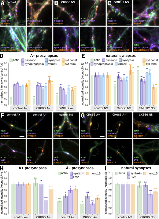 Acute actin nucleators inhibition effect on the accumulation of presynaptic components is similar at natural synapses and induced presynapses; effect of CK666 on additional presynaptic components. (A–C) Representative images of natural presynapses in control condition (A) or after treatment with CK666 (B) or SMIFH2 (C) labeled for actin, bassoon, and synapsin (green, purple, and orange, respectively, top-left image); actin, synaptophysin, and vamp2 (green, purple and orange respectively, top-right image); actin, synaptophysin and constitutive feeding with anti-synaptotagmin antibody (green, purple, and orange, respectively, bottom-left image); actin, synaptophysin and stimulated feeding with anti-synaptotagmin antibody (green, purple, and orange, respectively, bottom-right image). Zooms are taken from the images shown in Fig. 5, A–C. Scale bars, 2 µm. (D) Quantification of the labeling intensity for actin (green), bassoon (dark purple), synaptophysin (purple), synapsin (dark blue), vamp2 (blue), and after syt feeding for constitutive (orange), and stimulated (yellow) vesicular cycling at induced presynapses devoid of actin enrichment (A−) in the control condition and after CK666 or SMIFH2 treatment, normalized to control A+ presynapses. Significance signs on graph compare to the value for the same labeling in the control condition for A− presynapses (normalized to 1.0). (E) Quantification of the labeling intensity for actin (green), bassoon (dark purple), synaptophysin (purple), synapsin (dark blue), vamp2 (blue), and after syt feeding for constitutive (orange), and stimulated (yellow) vesicular cycling at natural synapses in the control condition and after CK666 or SMIFH2 treatment, normalized to control natural synapses. Significance signs on the graph compare to the value for the same labeling in the control condition for natural synapses (normalized to 1.0). (F and G) Representative images of induced and natural presynapses in the control condition (F) or after treatment with CK666 (G) labeled for actin, syntaxin, and synapsin (green, purple, and orange respectively, top row); actin, SV2 and munc13 (green, purple, and orange, respectively, bottom row). Scale bars, 2 µm. (H) Quantification of the labeling intensity for actin (green), syntaxin (dark purple), SV2 (purple), synaptophysin (dark blue), and munc13 (orange), at induced presynapses enriched in actin (A+) or devoid of actin enrichment (A−), in the control condition and after CK666 treatment, normalized to control A+ presynapses. Significance signs (bottom: *, ns) on graphs compare to the value for the same measurement in the control condition for the same type of presynapse (A+ or A−, normalized to 1.0); significance signs (top: °, ns) compare to the value for the same measurement in the control condition for A+ presynapses. (I) Quantification of the labeling intensity for actin (green), syntaxin (dark purple), SV2 (purple), synaptophysin (dark blue), and munc13 (orange), at natural presynapses (NS), in the control condition and after CK666, normalized to control natural synapses. Significance signs on graphs I and J compare to the value for the same labeling in the control condition for natural synapses (normalized to 1.0). See Data S1 file for detailed statistics.