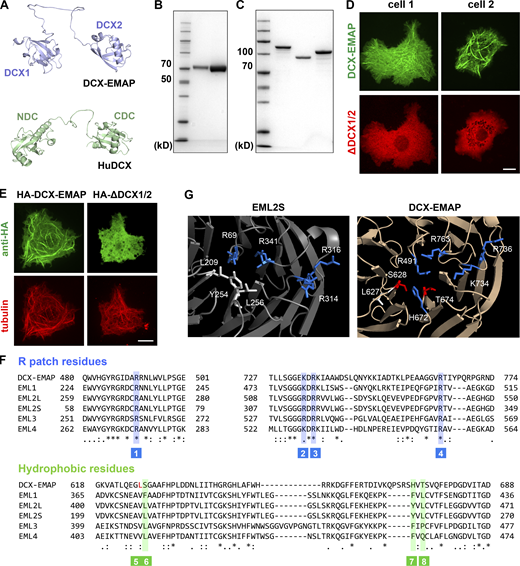The working mechanism of the DCX domain in DCX-EMAP. (A) The predicted structure of the DCX domain of DCX-EMAP (residues: 164–383; upper panel) and human DCX (residues: 32–276; lower panel). The protein structure model of DCX-EMAP (UniProt: Q9VUI3) and human DCX (UniProt: O43602) were derived from the AlphaFold Protein Structure Database. (B) SDS-PAGE analysis (Coomassie blue staining) of purified fly S2 tubulin (Lane 1: 1.25 μg protein. Lane 2: 5 μg protein). (C) SDS-PAGE analysis (Coomassie blue staining) of purified DCX1/2 (lane 1), DCX1 (lane 2), and DCX2 (lane 3). (D) Representative confocal images showing that when full-length GFP-DCX-EMAP and mCherry-ΔDCX1/2 were co-expressed in S2 cells, no colocalization was observed. Scale bar, 10 µm. (E) Representative confocal images showing the microtubule-associated signals of HA-DCX-EMAP and HA-ΔDCX1/2 in S2 cells. Scale bar, 10 µm. (F) Sequence alignment of the TAPE domain of the EMAP family members (fly DCX-EMAP, C.elegans ELP-1, and human EML1-4). The key residues in the R-patch (blue) and hydrophobic clamp (green) are indicated in the aligned sequence. (G) Molecular details of the microtubule-interaction interfaces in the β-propeller of TAPE domain in EML2S and DCX-EMAP. Blue: Basic residue. White: Hydrophobic residues. Red: Hydrophilic residues. Source data are available for this figure: SourceData FS5.