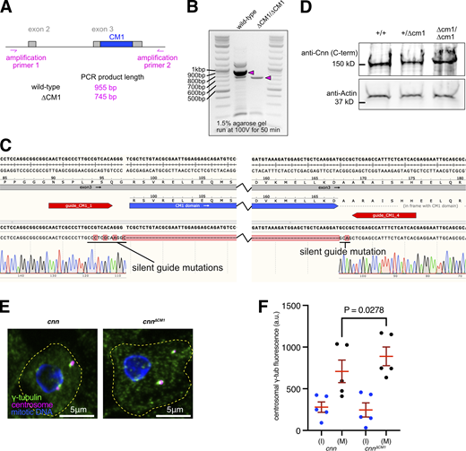 Centrosomes from cnn∆CM1mutants accumulate slightly more γ-tubulin than centrosomes from cnn null mutants. (A) Cartoon representation of region amplified to check for CM1 deletion mutants. (B) Gel showing DNA bands from PCR reactions when using the primers shown in A on either wild-type flies or CM1 deletion flies, as indicated. (C) Excerpt from SnapGene showing the sequencing result when using amplification primer 2 to sequence the PCR product generated using amplification primer 1 and amplification primer 2 on CM1 deletion flies. The position of the guide RNAs used when making the deletion is indicated. Note that silent mutations were introduced to prevent Cas9 from recutting the DNA after the recombination event. (D) Western blot of larval brain extracts from different genotypes, as indicated, probed with C-terminal anti-Cnn polyclonal antibodies. Note that the ∼8 kD difference in size between wild-type Cnn, which runs at ∼150 kD, and Cnn∆CM1 is not discernible. (E) Fluorescence images of mitotic Drosophila brain cells from either cnn or cnn∆CM1 mutant third instar larvae immunostained for γ-tubulin (green), mitotic DNA (blue), and Asl (centrioles, magenta). Note how the γ-tubulin signal in cnn∆CM1 mutant cells is also offset from the Asl signal, indicating that removing the CM1 domain affects the Cnn’s ability to form a proper centrosomal scaffold. Scale bars are 5 μm. (F) Graph showing average fluorescence intensities of interphase (blue dots) and mitotic (black dots) centrosomes from either cnn or cnn∆CM1 mutant brains (as indicated below). Each datapoint represents the average centrosome value from one brain. N = 5 for each dataset. Mean and SEM are indicated. Brains from the different genotypes were paired on slides (one slide per pair) allowing a two-sided paired t test to compare the mean values between mitotic centrosomes. Note that γ-tubulin accumulation at mitotic centrosomes is only slightly higher in cnn∆CM1 mutant cells, indicating that either the Cnn-dependent pool of Spd-2 is not an efficient recruiter of γ-TuRCs or that recruitment of the Cnn-dependent pool of Spd-2 is perturbed in cnn∆CM1 mutant cells or both. Source data are available for this figure: SourceData FS1.