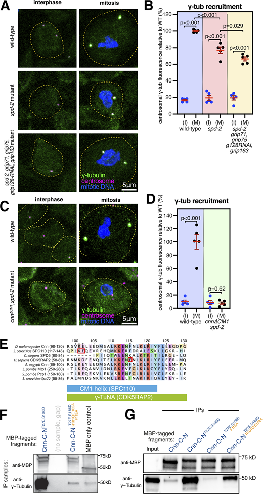 Cnn recruits γ-tubulin complexes via its CM1 domain and independently of Grip71 and the GCP4/5/4/6 core. (A) Fluorescence images of either interphase or mitotic Drosophila brain cells from either wild-type, spd-2 mutant, or spd-2, grip71,grip75GCP4,grip128GCP5-RNAi,grip163GCP6 mutant third instar larval brains immunostained for γ-tubulin (green), mitotic DNA (blue), and Asl (centrioles, magenta). Both mutants carry the mutant spd-2 alleles to reveal the Cnn pathway of recruitment. The scale bar is 5 μm and applies to all images. (B) Graph showing average centrosomal fluorescence intensities of γ-tubulin (relative to wild type) of interphase (blue dots) and mitotic (black dots) centrosomes from different genotypes (as indicated below). Each datapoint represents the average centrosome value from one brain. N = 5 for each condition. Mean and SEM are indicated. A one-way ANOVA with a Sidak’s multiple comparisons test was used to make the comparisons indicated by P values in the graph. Note that there is only a small reduction in mitotic centrosomal γ-tubulin levels in spd-2 mutants and in spd-2,grip71,grip75GCP4,grip128GCP5-RNAi,grip163GCP6 mutants, showing that Cnn can still efficiently recruit γ-tubulin complexes to mitotic centrosomes when only γ-TuSCs are present. (C) Fluorescence images of either interphase or mitotic Drosophila brain cells from either wild-type or cnn∆CM1,spd-2 mutant third instar larval brains immunostained for γ-tubulin (green), mitotic DNA (blue), and Asl (centrioles, magenta). The scale bar is 5 μm and applies to all images. (D) The graph is in the same format as in B, revealing no significant increase of centrosomal γ-tubulin signal from interphase to mitosis in cnn∆CM1;spd-2 mutant cells, showing that Cnn requires its CM1 domain to recruit γ-tubulin complexes to centrosomes. Two-sided paired t tests were used to compare mean values of interphase and mitotic centrosomes within each genotype. (E) Multiprotein sequence alignment of part of the CM1 domain containing the key binding residues (indicated by red boxes) in budding yeast and humans that we mutated in Drosophila. (F and G) Western blots probed for MBP and γ-tubulin showing the results of IP experiments from wild-type embryo extracts using bacterially purified MBP-tagged N-terminal (aa1–255) Cnn fragments containing point mutations to relieve Cnn-C autoinhibition (T27E and S186D; Tovey et al., 2021) and to perturb the CM1 domain’s ability to bind γ-TuRCs (R101Q, E102A, and F115A). Source data are available for this figure: SourceData F1. Refer to the image caption for details.