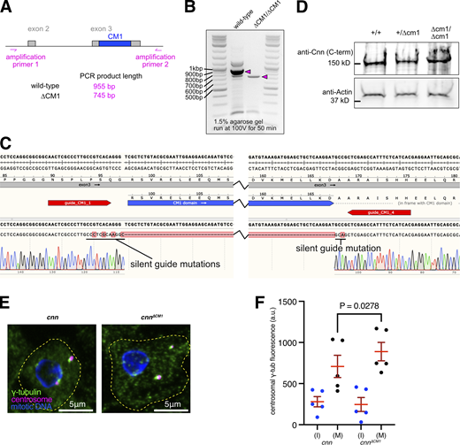 Centrosomes from cnn∆CM1mutants accumulate slightly more γ-tubulin than centrosomes from cnn null mutants. (A) Cartoon representation of region amplified to check for CM1 deletion mutants. (B) Gel showing DNA bands from PCR reactions when using the primers shown in A on either wild-type flies or CM1 deletion flies, as indicated. (C) Excerpt from SnapGene showing the sequencing result when using amplification primer 2 to sequence the PCR product generated using amplification primer 1 and amplification primer 2 on CM1 deletion flies. The position of the guide RNAs used when making the deletion is indicated. Note that silent mutations were introduced to prevent Cas9 from recutting the DNA after the recombination event. (D) Western blot of larval brain extracts from different genotypes, as indicated, probed with C-terminal anti-Cnn polyclonal antibodies. Note that the ∼8 kD difference in size between wild-type Cnn, which runs at ∼150 kD, and Cnn∆CM1 is not discernible. (E) Fluorescence images of mitotic Drosophila brain cells from either cnn or cnn∆CM1 mutant third instar larvae immunostained for γ-tubulin (green), mitotic DNA (blue), and Asl (centrioles, magenta). Note how the γ-tubulin signal in cnn∆CM1 mutant cells is also offset from the Asl signal, indicating that removing the CM1 domain affects the Cnn’s ability to form a proper centrosomal scaffold. Scale bars are 5 μm. (F) Graph showing average fluorescence intensities of interphase (blue dots) and mitotic (black dots) centrosomes from either cnn or cnn∆CM1 mutant brains (as indicated below). Each datapoint represents the average centrosome value from one brain. N = 5 for each dataset. Mean and SEM are indicated. Brains from the different genotypes were paired on slides (one slide per pair) allowing a two-sided paired t test to compare the mean values between mitotic centrosomes. Note that γ-tubulin accumulation at mitotic centrosomes is only slightly higher in cnn∆CM1 mutant cells, indicating that either the Cnn-dependent pool of Spd-2 is not an efficient recruiter of γ-TuRCs or that recruitment of the Cnn-dependent pool of Spd-2 is perturbed in cnn∆CM1 mutant cells or both. Source data are available for this figure: SourceData FS1.