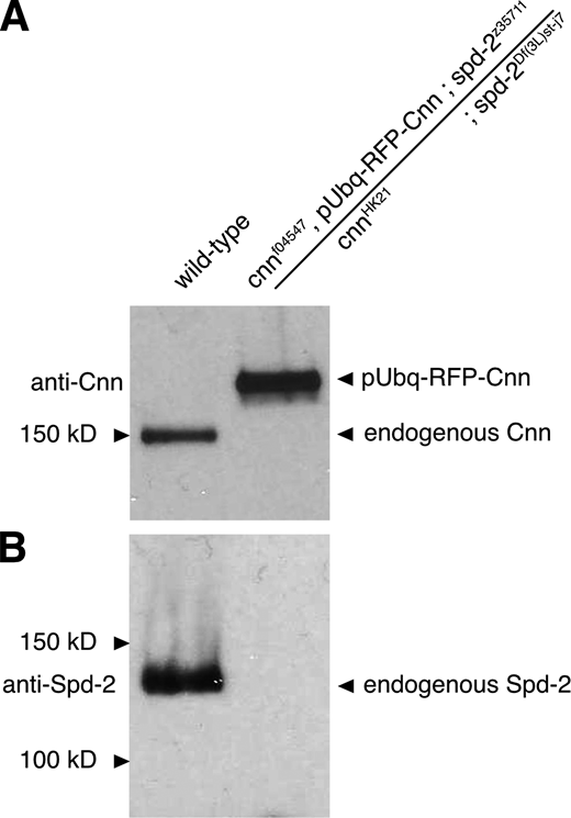 Brains from flies carrying mutant alleles for cnn or spd-2 display no observable Cnn or Spd-2 protein on Western blots. (A and B) Western blots of larval brain samples from wild-type and cnn,spd-2,pUbq-RFP-Cnn flies probed with anti-Cnn (A) and anti-Spd-2 (B). Note how anti-Cnn recognizes endogenous Cnn in the wild-type sample and the larger exogenous pUbq-RFP-Cnn in the cnn,spd-2,pUbq-RFP-Cnn mutant sample, but that no endogenous Cnn is detected in the cnn,spd-2,pUbq-RFP-Cnn mutant sample. Note also how anti-Spd-2 recognizes endogenous Spd-2 in the wild-type sample but not in the cnn,spd-2,pUbq-RFP-Cnn mutant sample. Source data are available for this figure: SourceData FS6.