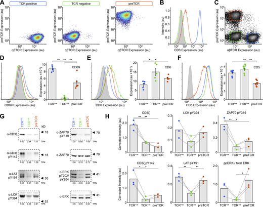 preTCR expression can drive tonic signaling in a T cell line. (A) Expression of the αβTCR (anti-αβTCR Ab) and preTCR (mScarlet) complexes on Jurkat T cells (“TCR positive”), Jurkats subjected to CRISPR/Cas9-mediated disruption of the TCRA gene (“TCR negative”) and these cells transduced with pTa-mScarlet to drive preTCR expression (preTCR). Boxes denote the color used throughout the figure for each cell line. (B) Surface staining for CD3 ε was used to confirm preTCR expression. TCR+ve Jurkat cells (blue) show intense CD3ε staining that is completely lost on TCR−ve cells (green) when compared to isotype control (filled grey). Expression of pTa-mScarlet (red) drives CD3ε surface staining demonstrating preTCR complex formation in these cells. (C) Flow cytometry plots showing all three cell lines could be easily separated when mixed in one experiment. (D) Left panel shows representative flow data for CD69 expression on the three Jurkat variants, colored as in B, and the right panel shows the quantification of CD69 expression. Error bars show mean ± SEM (n = 6); asterisks indicate P < 0.05 (*) or P < 0.01 (**) when comparing indicated datasets. (E) Equivalent datasets to D for CD6 expression. (F) Equivalent datasets to D for CD5 expression. (G) Representative Western images when blotting for denoted (phospho-)proteins for lysed samples of the three Jurkat variants shown in A. Relative total protein normalization (TPN) values under each blot correct for sample loading differences. (H) Quantification of Western images as shown in G, where each replicate is shown with connecting lines. Integrated band intensities were corrected for loading using TPN values. Bars show mean (n = 3). A two-tailed, two-sided t test was used for all statistical analyses. Source data are available for this figure: SourceData F8.