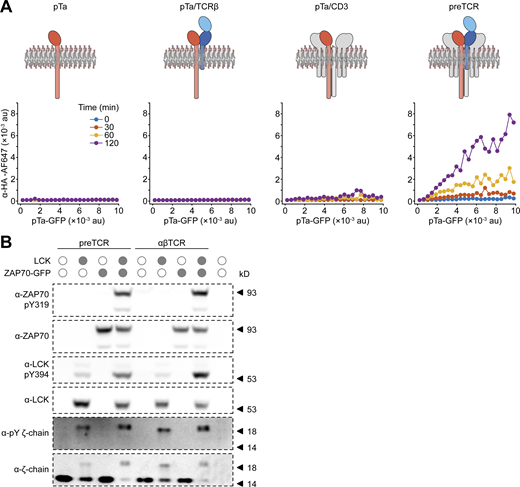 preTCR internalization requires all complex components and is not constitutively phosphorylated in HEK cells. (A) The internalization assay was applied to HEK cells expressing HA-tagged pTa protein chain in the presence of defined components of the preTCR complex. An AF647-conjugated anti-HA antibody was used to quantify potential pTa internalization. Schematics above each plot show the chains expressed in HEK cells. Only in the presence of all preTCR components can the anti-HA antibody become internalized. One representative experiment from two replicates is shown. (B) HEK cells expressing the preTCR complex or additionally with LCK or ZAP70 kinases as denoted, were lysed and subjected to Western analysis. Blotting with the indicated antibodies shows that only in the presence of exogenously expressed kinases is CD3 ζ-chain phosphorylation detectable. One representative experiment from two replicates is shown. Source data are available for this figure: SourceData FS2. Refer to the image caption for details.