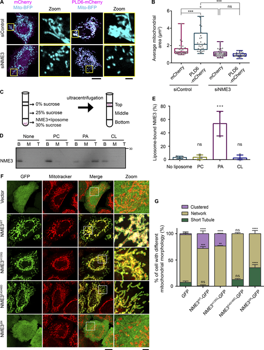 NME3 binds to PA and is a downstream effector of PLD6. (A) NME3 is required for the mitochondrial clustering effect induced by PLD6-mCherry overexpression. Control or NME3-depleted HeLa cells were transfected to overexpress mCherry or PLD6-mCherry. (B) The mitochondria in these cells were labeled by mito-BFP, and the average area of individual mitochondria was measured by ImageJ and shown in B. Each dot represents the averaged mitochondrial area of one cell. Scale bar, 10 μm. Bar for inset image, 2 μm. (C) Liposome flotation assays. NME3-His was incubated with or without liposome for 30 min. After binding, the suspension was adjusted to 30% w/v sucrose and overlaid with two layers of sucrose buffer and subjected to ultracentrifugation. After centrifugation, the top, middle, and bottom fractions were collected and analyzed by Western blotting. (D) NME3WT binds to PA-containing liposomes. 1 μM NME3WT was incubated with 300 μM, 100 nm liposome with different lipid compositions: 99% DOPC, 20% DOPA:79% DOPC or 20% CL:79% DOPC. (E) The proportion of NME3WT in top fraction was quantified and compared in E. (F) Effects of exogenous NME3-GFP overexpression on mitochondrial morphology. HeLa cells transfected with indicated NME3-GFP constructs were labeled with a mitotracker and imaged with Airyscan confocal microscopy. Boxed areas were magnified and shown aside. Scale bar, 10 μm. Bar for inset image, 2 μm. (G) Morphology of mitochondria were divided into three categories: short tubule, network, or clustered, to compare the effects of NME3-GFP on mitochondria from F. Data are expressed as mean ± SD of at least three independent experiments. Three different sets of experiments with more than 90 cells of each condition were quantified and analyzed with one-way ANOVA. *P < 0.05; **P < 0.01; ***P < 0.001; ns, not significant. Source data are available for this figure: SourceData F1.