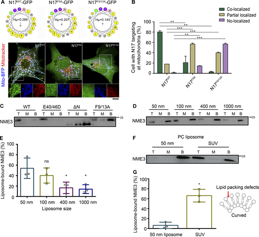 The N17 region of NME3 is critical for mitochondrial and PA binding. (A) N17 of NME3 is sufficient for mitochondria localization. Helical wheel projections of N17 and mutants are derived from HeliQuest (https://heliquest.ipmc.cnrs.fr/). (B) The GFP-tagged N17 and mutant constructs were co-transfected with mito-BFP, and their localization onto mitochondria are imaged, compared, and shown in B. Scale bar, 10 μm. (C) The N17 region of NME3 is essential for PA binding. 1 μM NME3-His with indicated mutations were incubated with PA liposome to examine their lipid binding ability. (D) NME3WT prefers to bind liposomes with higher membrane curvature. 1 μM NME3WT was incubated with 300 μM liposome composed of 10% DOPA:89% DOPC:1% rhodamine-PE but extruded with indicated membrane pore size. The larger the extrusion membrane pore size, the lower the liposome membrane curvature. (E) The proportion of NME3WT in top fraction was quantified and compared. (F) NME3WT binds to sonicated, small unilamellar vesicle (SUV) composed of 100% PC. (G) The proportion of NME3WT in the top fraction was quantified and compared in G. Data are expressed as mean ± SD of three independent experiments and analyzed with one-way ANOVA. *P < 0.05; **P < 0.01; ***P < 0.001; ns, not significant. Source data are available for this figure: SourceData F2.