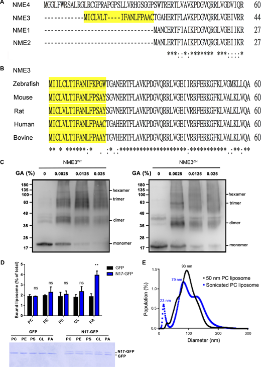 Sequence alignment NME family members. (A) Amino acid sequence alignment of the N-terminal region of human NME family members. The N17 amino acid region of NME3 is marked in yellow. These sequences were analyzed with EMBL-EBI Clustal Omega Multiple Sequence Alignment. (B) Sequence alignment of the N-terminal region of NME3 from different organisms. (C) Glutaraldehyde crosslinking experiment. To analyze the oligomerization status of recombinant NME3WT-His and NME3ΔN-His, 4 μM purified proteins were subjected to crosslinking using glutaraldehyde, forcing the formation of covalent bonds, and detected by Western blotting. (D) Liposome binding ability of N17-GFP. To examine the direct binding between N17 and lipid, N17-GFP was purified from N17-GFP transfected HeLa cells with GFP-trap, and then subjected to liposome binding composed of 1% rhodamine-PE, 79% PC, and 20% indicated lipid. After PBS wash, bound liposomes were quantified as remained fluorescent intensity. Upper panel shows the fluorescent intensity of bound liposomes, where the lower gel shows the amount of protein in each binding reaction. N = 3. (E) Size distribution of PC liposomes prepared by sonication (SUV) or extrusion through membrane with 50 nm pore. Data are expressed as mean ± SD of three independent experiments and analyzed with one-way ANOVA. **P < 0.01; ns, not significant. Source data are available for this figure: SourceData FS2.