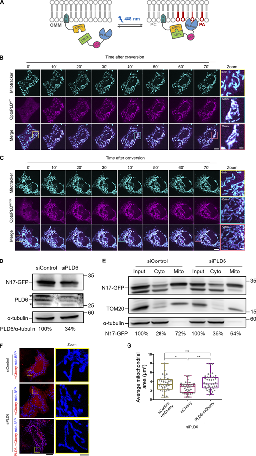 Effects of optoPLDs on mitochondrial morphology. (A) Scheme of the optoPLD assay. (B and C) The increase of PLD activity induces mitochondrial clustering. optoPLDWT or optoPLDH170A were transfected into Cos-7 cells, and these cells were stained with mitotracker deep red prior to conversion. The optoPLDs (magenta) expressing cell was subjected to photo-conversion for 1 s per 2.5 min during the 70-min image acquisition. Boxed areas were enlarged and shown on the right panel. Scale bar, 10 μm. Bar for inset images, 2 μm. (D) The expression level of N17-GFP in control and PLD6-depleted cells. (E) Subcellular distribution of N17-GFP in PLD6-depleted cells. HeLa cells were co-transfected with N17-GFP as well as control or PLD6 siRNA SMARTPool. After 72 h, cells were subjected to fractionation to measure the mitochondrial targeting ratio of N17-GFP. Similar to their distribution observed under fluorescent microscopy, the amount of N17-GFP in mitochondrial fraction is slightly decreased by the depletion of PLD6. (F and G) Rescuing ability of PLD6-mCherry in siPLD6 cells. Wild-type PLD6-mCherry was transfected into siPLD6 HeLa cells. The rescuing abilities of these constructs were demonstrated by the significant restoration of average size of mitochondria shown in G. Scale bar, 10 μm. Bar for inset images, 2 μm. Data are expressed as mean ± SD of three independent experiments and analyzed with one-way ANOVA. *P < 0.05; **P < 0.01; ns, not significant. Source data are available for this figure: SourceData FS3.