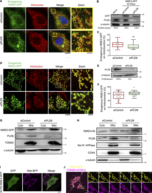 PLD6 is dispensable for the steady mitochondrial targeting of full-length NME3. (A) Effect of PLD6 depletion on the subcellular localization of endogenous NME3. HeLa cells with GFP knock-in to the C-terminus of NME3 were transfected with PLD6 siRNA SMARTPool. (B and C) The knock-down and mitochondrial localization efficiency of endogenous NME3-GFP were quantified by Western blotting, confocal microscopy, and ImageJ analysis. (D) Effect of PLD6 depletion on the subcellular localization of exogenous NME3. NME3-GFP was transfected into control or PLD6-depleted HeLa cells. (E and F) The knock-down and mitochondrial localizing efficiency of ectopic NME3-GFP were quantified by Western blotting, confocal microscopy, and ImageJ analysis. (G and H) Subcellular distribution of NME3. HeLa cells with GFP or HA knock-in to the C-terminus of NME3 were transfected with control or PLD6 siRNA SMARTPool. After 72 h, cells were subjected to fractionation to measure the mitochondrial targeting ratio of endogenous NME3 with two different tags. Similar to their distribution observed under fluorescent microscopy, the amount of NME3-GFP or NME3-HA in mitochondrial fraction was not decreased by the depletion of PLD6. (I) Localization of ALPS-NME3-EGFP. The chimeric NME3-EGFP with its N17 replaced by the amphipathic helix lipid packing sensor (ALPS) derived from the PA-binding domain of Spo20 (62–79 amino acid) was expressed in HeLa cells and imaged together with mito-BFP. (J) The enrichment of NME3-GFP at mitochondrial contact interface prior to fusion. The dynamic distribution of NME3-GFP in two contact mitochondria was observed in Cos-7 cells co-transfected with NME3-GFP and Tom20-mCherry, which labels mitochondrial outer membrane. Arrows indicate the contact interface between two closely positioned mitochondria. Scale bars, 10 μm. Bars for inset images, 2 μm. Data are expressed as mean ± SD of three independent experiments and analyzed with Student’s t test. **P < 0.01; ns, not significant. Source data are available for this figure: SourceData FS4.