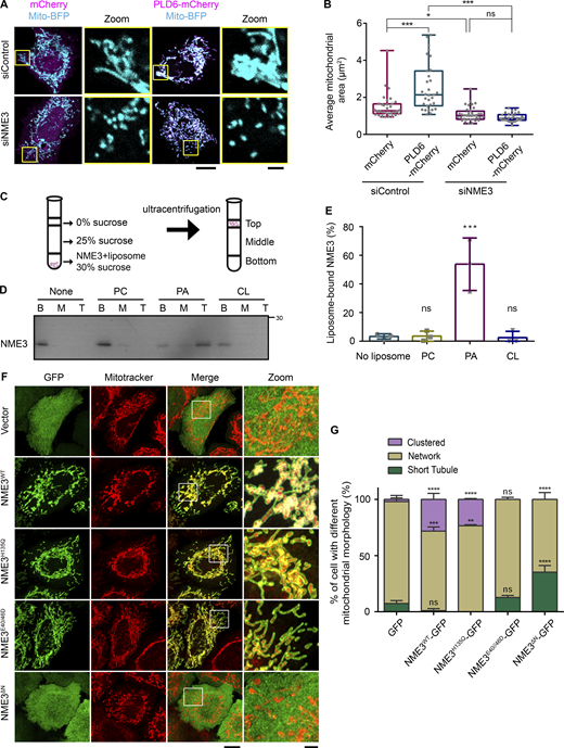 NME3 binds to PA and is a downstream effector of PLD6. (A) NME3 is required for the mitochondrial clustering effect induced by PLD6-mCherry overexpression. Control or NME3-depleted HeLa cells were transfected to overexpress mCherry or PLD6-mCherry. (B) The mitochondria in these cells were labeled by mito-BFP, and the average area of individual mitochondria was measured by ImageJ and shown in B. Each dot represents the averaged mitochondrial area of one cell. Scale bar, 10 μm. Bar for inset image, 2 μm. (C) Liposome flotation assays. NME3-His was incubated with or without liposome for 30 min. After binding, the suspension was adjusted to 30% w/v sucrose and overlaid with two layers of sucrose buffer and subjected to ultracentrifugation. After centrifugation, the top, middle, and bottom fractions were collected and analyzed by Western blotting. (D) NME3WT binds to PA-containing liposomes. 1 μM NME3WT was incubated with 300 μM, 100 nm liposome with different lipid compositions: 99% DOPC, 20% DOPA:79% DOPC or 20% CL:79% DOPC. (E) The proportion of NME3WT in top fraction was quantified and compared in E. (F) Effects of exogenous NME3-GFP overexpression on mitochondrial morphology. HeLa cells transfected with indicated NME3-GFP constructs were labeled with a mitotracker and imaged with Airyscan confocal microscopy. Boxed areas were magnified and shown aside. Scale bar, 10 μm. Bar for inset image, 2 μm. (G) Morphology of mitochondria were divided into three categories: short tubule, network, or clustered, to compare the effects of NME3-GFP on mitochondria from F. Data are expressed as mean ± SD of at least three independent experiments. Three different sets of experiments with more than 90 cells of each condition were quantified and analyzed with one-way ANOVA. *P < 0.05; **P < 0.01; ***P < 0.001; ns, not significant. Source data are available for this figure: SourceData F1.