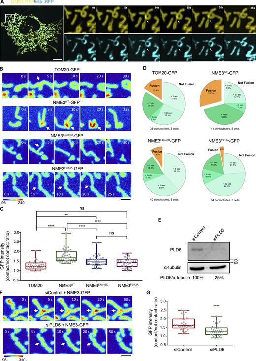 NME3 is enriched at the mitochondrial contact interface dependent on PLD6. (A) The enrichment of NME3-GFP at mitochondrial contact interface prior to fusion. The dynamic distribution of NME3-GFP in two contact mitochondria was observed in Cos-7 cells co-transfected with NME3-GFP and mito-BFP which labels the mitochondrial matrix. Arrows indicate the contact interface between two closely positioned mitochondria. Scale bar, 10 μm. Bar for inset images, 2 μm. (B) The enrichment of different mutant NME3-GFP at the mitochondrial contact interface. The GFP intensity of these constructs was converted to a heat map. Scale bar, 2 μm. (C) The intensity of GFP-tagged proteins at the mitochondrial contact interface was quantified, normalized with the non-contact area, compared to the control mitochondrial outer membrane protein, TOM20, and shown in C. (D) The following fate of two contact mitochondria after 1 min was analyzed and shown in D. (E) Knock-down efficiency of PLD6. HeLa cells were transfected with scrambled or PLD6 siRNA SMARTPool, and the knockdown efficiency was quantified by Western blotting and shown below the panel. (F) PLD6 depletion perturbs the enrichment of NME3-GFP at the mitochondrial contact interface. (G) NME3-GFP expressed in control or PLD6-depleted HeLa cells was imaged by time-lapse microscopy, quantified as described in B and shown in G. Scale bar, 2 μm. Data are expressed as mean ± SD of three independent experiments and analyzed with one-way ANOVA. *P < 0.05; **P < 0.01; ***P < 0.001; ns, not significant. Source data are available for this figure: SourceData F4. Refer to the image caption for details.
