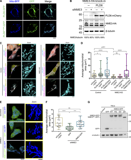 NME3 acts downstream of PLD6 for mitochondrial clustering. (A) Effects of PLD6-EGFP overexpression on mitochondria. Wild-type or catalytic dead (H156N) PLD6-EGFP were co-transfected with mito-BFP into HeLa cells. While PLD6-EGFP expression results in mitochondrial clustering, the expression of PLD6H156N-EGFP lead to mitochondrial fragmentation. Scale bar, 10 μm. (B) Knockdown efficiency of siNME3. Due to the lack of a specific antibody for NME3, we generated HA knock-in NME3 HeLa cell to monitor the effect of NME3 depletion by siRNA SMARTPool (Dharmacon). The knock down efficiency was measured by Western blotting with anti-HA antibody, indicated by arrow, and normalized with tubulin. Star indicates a non-specific signal. Comparable expression of PLD6-mCherry was observed in control and NME3 knockdown cells. (C) NME3 is required for the mitochondrial clustering effect induced by PLD6-mCherry overexpression. Control or NME3 knockout mouse embryonic fibroblasts were transfected to overexpress mCherry, EGFP, PLD6-mCherry, or NME3-GFP. Scale bar, 10 μm. Bar for inset images, 2 μm. (D) The mitochondria in these cells were labeled by mito-BFP, and the average area of individual mitochondrium was measured by ImageJ and shown in D. Each dot represents the averaged mitochondrium area of one cell. (E and F) Rescuing ability of NME3-GFP in siNME3 cells. Wild-type NME3-GFP was transfected into siNME3 HeLa cells. The rescuing abilities of these constructs were demonstrated by the significant restoration of the average size of mitochondria shown in F. Scale bar, 10 μm. Bar for inset images, 2 μm. (G) The expression level of different NME3-GFP constructs. HeLa cells transfected with indicated NME3-GFP constructed were blotted with anti-GFP antibody. Due to its high expression level, less cell lysate of NME3ΔN-GFP transfected cell was loaded in doer to avoid saturated signal of GFP. Data are expressed as mean ± SD of three independent experiments and analyzed with one-way ANOVA. *P < 0.05; **P < 0.01; ***P < 0.001; ****P < 0.0001; ns, not significant. Source data are available for this figure: SourceData FS1. Refer to the image caption for details.