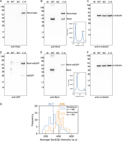 Western blots of CRISPR cell lines. (A–C) Probing U-2 OS Rtn4-Halo and control cell lines with anti-Halo, anti-Rtn4, and anti-α-tubulin antibodies, respectively. (D–F) Probing U-2 OS Rtn4-mEGFP and control cell lines with anti-GFP, anti-Rtn4, and anti-α-tubulin antibodies, respectively. (B and E) Line plots drawn through the U-2 OS Rtn4-Halo and Rtn4-mEGFP bands of tagged (top band/left peak) and untagged Rtn4 (bottom band/right peak), respectively. (G) Histogram of average Sec61β pixel intensity measured along tubules. M: Marker; WT: U-2 OS cells; KO: U-2 OS Rtn4 knock-out cells; C-H: Rtn4-Halo CRISPR clone cells; C-G: Rtn4-mEGFP CRISPR clone cells. Source data are available for this figure: SourceData FS1.