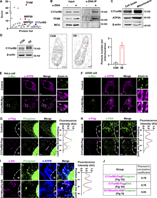 Human C17orf80 and its mouse ortholog D11Wsu47e colocalize with mtDNA. (A) The proteins interacting with mtDNA were screened by IP followed by MS identification. Isolated mitochondria from HEK-293T cells were subjected to IP using an anti-DNA antibody. The score number reflects the levels of protein credibility and abundance. The known mtDNA-interacting proteins (red) and the uncharacterized protein C17orf80 (blue) are marked. (B) Western blot confirmed the interaction between C17orf80 and mtDNA. Anti-DNA antibody was used for IP. TFAM served as the positive control and MCU (the core channel portion of mitochondrial Ca2+ uniporter holocomplex) as the negative control. (C) Western blot showing C17orf80 is highly enriched in mitochondria isolated from HEK-293T cells. ATP5A and β-actin served as the mitochondrial and cytosol markers, respectively. (D) Electron microscopy images of immunogold stained mitochondria in HEK-293T cells not expressing (CON) or stably expressing C17orf80-HA fusion protein (OE). Anti-HA antibody was used for immunogold staining. Left: Western blot showing expression of endogenous and C-terminal HA-tagged C17orf80 in CON and OE cells. Anti-β-actin served as the loading control. Middle: Representative electron microscopy images. Red arrowheads indicate immunogold particles. Scale bars: 100 nm. Right: Quantification of particle numbers. Data are mean ± SEM. n = 25 mitochondria per group. (E and F) Immunofluorescence staining shows that C17orf80 is distributed in a punctate pattern within the mitochondria of HeLa cells (E) and U2OS cells (F). Mitochondria were visualized with anti-ATPB immunofluorescence, and C-terminal Myc-tagged C17orf80 was stained with anti-Myc immunofluorescence. Scale bars are 5 μm in the large-view image and 1 µm in the zoom in image. (G) Colocalization of C17orf80 and mtDNA in HeLa cells. The C-terminal Flag-tagged C17orf80 was indicated by anti-Flag immunofluorescence and mtDNA was stained by Picogreen. Note that nuclear (N, marked by a dotted line) DNA was also stained by Picogreen. The pixel intensity plot of the white dashed line is shown in the right panel. Scale bars: 2 µm. AU, arbitrary unit. (H) Immunofluorescence staining showing colocalization between C17orf80 and mtDNA in HeLa cells. C17orf80-Flag and mtDNA were indicated by anti-Flag and anti-DNA immunofluorescence, respectively. The nucleus (N) was marked by a dotted line. The pixel intensity plot of the white dashed line is shown in the right panel. Scale bars: 2 µm. (I) Colocalization of mouse ortholog D11Wsu47e with mtDNA in MEF cells. D11Wsu47e was indicated by anti-HA immunofluorescence, mtDNA was stained by Picogreen, and mitochondria was indicated by anti-ATPB immunofluorescence. The nucleus (N) was marked by a dotted line. The right panel shows a pixel intensity plot of the white dashed line. Scale bars: 2 µm. (J) Pearson’s correlation coefficients are shown for C17orf80-Flag and Picogreen in G, C17orf80-Flag and mtDNA in H, and D11Wsu47e-HA and Picogreen in I, respectively. Source data are available for this figure: SourceData F1. Refer to the image caption for details.