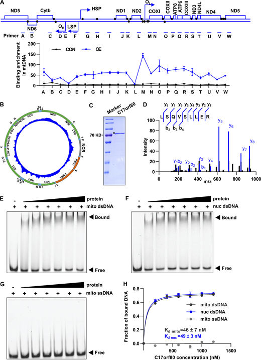 C17orf80 binds dsDNA throughout the mitochondrial genome without sequence specificity. (A) ChIP-qPCR analysis of mtDNA binding enrichment by C17orf80-HA fusion protein overexpressed in HeLa cells. The primers targeted for different regions of mtDNA for qPCR amplification are indicated in the upper panel. Anti-HA antibody was used for mtDNA-IP. Data are mean ± SEM. n = 3 independent experiments per group. (B) ChIP-seq profile revealing C17orf80 binding mtDNA broadly throughout the mitochondrial genome. HeLa cells expressing C17orf80-HA were subjected to mtDNA-IP using an anti-HA antibody. (C) SDS-PAGE showing the purity of C17orf80 protein expressed and purified in E. coli. (D) MS identification of the purified C17orf80 protein. (E–G) EMSA analyzing C17orf80 binding activity to mitochondrial dsDNA (mito dsDNA, E), nuclear dsDNA (nuc dsDNA, F), and mitochondrial ssDNA (mito ssDNA, G). 10 nM 5′-Cy3 labeled 50 nt dsDNA or ssDNA were incubated with increasing concentrations of C17orf80 protein (0, 200, 400, 600, 800, 1,000, and 1,200 nM). (H) Quantification of bound DNA as a function of C17orf80 concentration. The Kd values for C17orf80 binding to mito dsDNA and nuc dsDNA fragments were calculated. Data are mean ± SEM. n = 3 independent experiments per group. Source data are available for this figure: SourceData F2. Refer to the image caption for details.