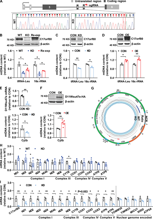 Effect of altering C17orf80 and D11Wsu47e expression on mtDNA contents and transcription. (A) Schematic illustrating the C17orf80 knockout strategy in HEK-293T cells. The sgRNA targeted region is indicated (red arrow) and the sequencing result shows a thymine inserted (red square). (B) C17orf80 knockout reduced mtDNA contents that were partially rescued by C17orf80 reexpression in HEK-293T cells. Top: Anti-C17orf80 Western blot showing protein levels in wild type (WT), knockout (KO), and reexpression (Re-exp) cells. Anti-β-actin served as the loading control. Bottom: mtDNA contents in different groups. The tRNA-Leu and 16S rRNA regions were used to indicate mtDNA content. Data are mean ± SEM. *P < 0.05. (C) C17orf80 knockdown reduced mtDNA content in HEK-293T cells. The Western blot in the upper panel shows knockdown efficiency. Anti-β-actin served as the loading control. The lower panel shows mtDNA levels in control (CON) and knockdown (KD) cells. Data are mean ± SEM. *P < 0.05, **P < 0.01. (D) C17orf80 overexpression enhanced mtDNA contents in HEK-293T cells. Top: Anti-C17orf80 Western blot showing protein levels in control (CON) and C17orf80-Myc overexpression (OE) groups. Anti-β-actin served as the loading control. Bottom: mtDNA contents in control and overexpression groups. Data are mean ± SEM. *P < 0.05, **P < 0.01. (E and F) Opposite effects of D11Wsu47e downregulation (E) and upregulation (F) on mtDNA levels in mouse primary hepatocytes. The knockdown efficiency of D11Wsu47e was analyzed by qPCR (E). The D11Wsu47e-HA overexpression was analyzed by anti-HA Western blot (F). The Cytb region was used for indicating mtDNA content. Data are mean ± SEM. *P < 0.05, **P < 0.01. CON, control group; KD, D11Wsu47e knockdown group; OE, D11Wsu47e-HA overexpression group. (G) Few changes in the transcriptome of the mitochondrial genome in C17orf80 knockout HEK-293T cells as determined by RNA-seq coverage on the mtDNA sequence. The ratio was indicated by log2(KO/WT) with increases in red and decreases in blue. n = 2–3 biological repeats. (H) qPCR analysis shows that the vast majority of genes encoded by the mitochondrial genome (12 out of 13) were transcriptionally unchanged in C17orf80 knockout HEK-293T cells. Data are mean ± SEM. *P < 0.05 versus WT group. (I) Transcriptional changes of genes encoded by the mitochondrial genome and nuclear genome in C17orf80 knockdown and control HEK-293T cells. Data are mean ± SEM. *P < 0.05, **P < 0.01. Source data are available for this figure: SourceData F3.