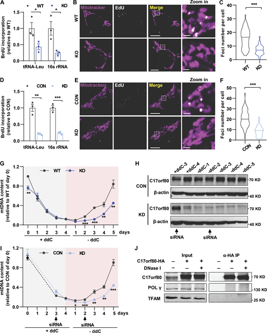 C17orf80 is involved in mtDNA replication. (A) Reduced BrdU incorporation in C17orf80 knockout HEK-293T cells. BrdU-incorporated mtDNA was identified by IP using anti-BrdU antibody and nuclear DNA was used for normalization. Data are mean ± SEM. *P < 0.05. (B) Representative confocal images of EdU labeling in WT and KO HEK-293T cells. Mitochondria were stained with Mitotracker. Scale bars are 10 μm in the large-view image and 1 µm in the zoom-in image. (C) Quantification of the EdU-labeled foci number. n = 50–60 cells per group. ***P < 0.001. (D) As in A, except the experiments were done in control (CON) and knockdown (KD) HEK-293T cells. Data are mean ± SEM. **P < 0.01, ***P < 0.001. (E and F) As in B and C, except the experiments were done in control and knockdown cells. For F, n = 50–60 cells per group. ***P < 0.001. (G) mtDNA copy number changes during induced depletion and repopulation in WT and KO HEK-293T cells. mtDNA depletion was achieved by adding 100 µM ddC to the culture medium for 4 d, and then the cells were cultured for 5 d in the absence of ddC for mtDNA recovery. Data are mean ± SEM. n = 4 independent experiments per group. **P < 0.01, ***P < 0.001. (H) Western blot showing changes of C17orf80 protein level in control and knockdown groups during mtDNA depletion and recovery. The arrows indicate siRNA addition time. Anti-β-actin served as the loading control. (I) As in G, except the experiments were done in control and knockdown HEK-293T cells. Data are mean ± SEM. n = 4 independent experiments per group. *P < 0.05, **P < 0.01, ***P < 0.001. (J) Co-IP shows no obvious interaction between C17orf80 and POLγ or between C17orf80 and TFAM. The C17orf80-HA was expressed in HeLa cells and anti-HA antibody was used for co-IP in the presence or absence of DNase I to degrade mtDNA. Source data are available for this figure: SourceData F4.
