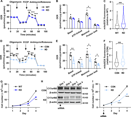 C17orf80 ablation impairs mitochondrial respiration and cell proliferation and elevates mitochondrial ROS levels. (A) OCR changes of wild type (WT) and C17orf80 knockout (KO) HEK-293T cells. 10 mM glucose and 1 mM pyruvate were used as substrates. 1 μM oligomycin, 1 μM FCCP, and 1 μM antimycin/rotenone were sequentially added as indicated by the arrows. Data are mean ± SEM. n = 3–4 independent experiments per group. ***P < 0.001. (B) Statistics of OCR in WT and KO cells. Data are mean ± SEM. *P < 0.05. (C) Increased mitochondrial ROS level in KO HEK-293T cells. n = 50–60 cells per group. ***P <0.001. (D) As in A, except the experiments were done in control (CON) and C17orf80 knockdown (KD) HEK-293T cells. Data are mean ± SEM. n = 5–6 independent experiments per group. *P < 0.05, **P < 0.01, ***P < 0.001. (E) Statistics of D. Data are mean ± SEM. *P < 0.05, **P < 0.01. (F) As in C, except the experiments were done in control and knockdown HEK-293T cells. Data are mean ± SEM. n = 50–60 cells per group. ***P <0.001. (G) Reduced proliferation rate in KO HEK-293T cells. Data are mean ± SEM. n = 3 independent experiments per group. **P < 0.01. (H) Western blot showing changes of C17orf80 protein level in control and knockdown HEK-293T cells. The arrow indicates the time of siRNA addition. Anti-β-actin served as the loading control. (I) Reduced proliferation rate in C17orf80 knockdown HEK-293T cells. Data are mean ± SEM. n = 3–4 independent experiments per group. *P < 0.05, ***P < 0.001. Source data are available for this figure: SourceData F5. Refer to the image caption for details.