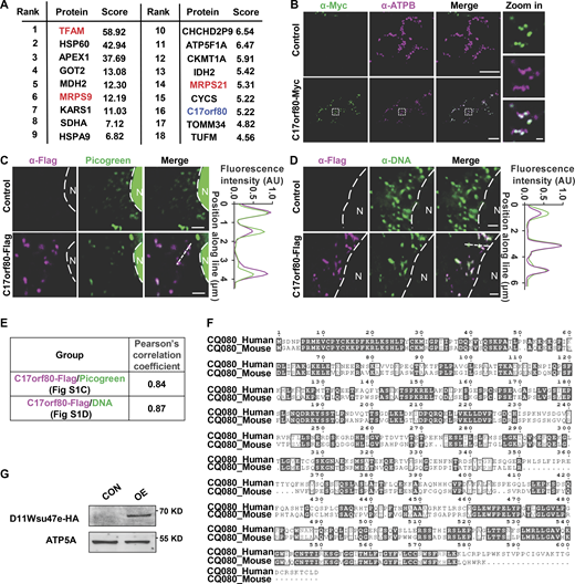 Mitochondrial nucleoid localization of C17orf80 in HEK-293T cells and sequence alignment between human C17orf80 and mouse D11Wsu47e. (A) The top 18 mtDNA-interacting proteins as shown in Fig. 1 A. (B) Immunofluorescence images showing mitochondrial localization of C17orf80 in HEK-293T cells. C17orf80-Myc was indicated by anti-Myc fluorescence and mitochondria were visualized with anti-ATPB fluorescence. Scale bars are 10 μm in the large-view image and 1 µm in the zoom in image. (C and D) Colocalization of C17orf80 and mtDNA indicated by Picogreen staining (C) or anti-DNA immunofluorescence (D). C17orf80-Flag was indicated by anti-Flag immunofluorescence. Nuclear (N) is marked by a dotted line. The pixel intensity plots of the white dashed lines are shown in the right panels. Scale bars: 2 µm. AU, arbitrary unit. (E) Pearson’s correlation coefficients for C17orf80-Flag and Picogreen in Fig. S1 C and C17orf80-Flag and mtDNA in Fig. S1 D. (F) Full-length sequence alignment of human C17orf80 with its mouse ortholog D11Wsu47e. 58% sequence similarity was observed. (G) Anti-HA Western blot showing expression of C-terminal HA-tagged D11Wsu47e. Anti-ATP5A served as the loading control. Source data are available for this figure: SourceData FS1.